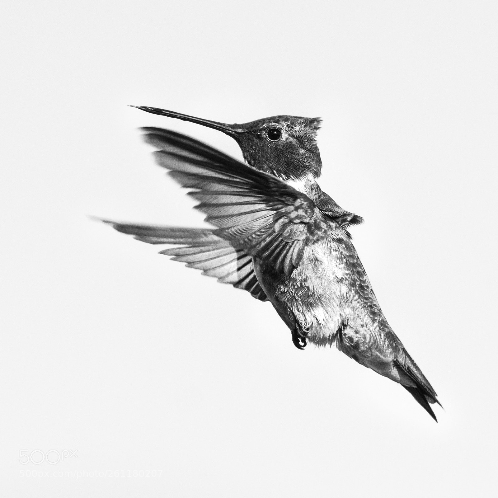 Nikon D7100 sample photo. Tiny feathers photography
