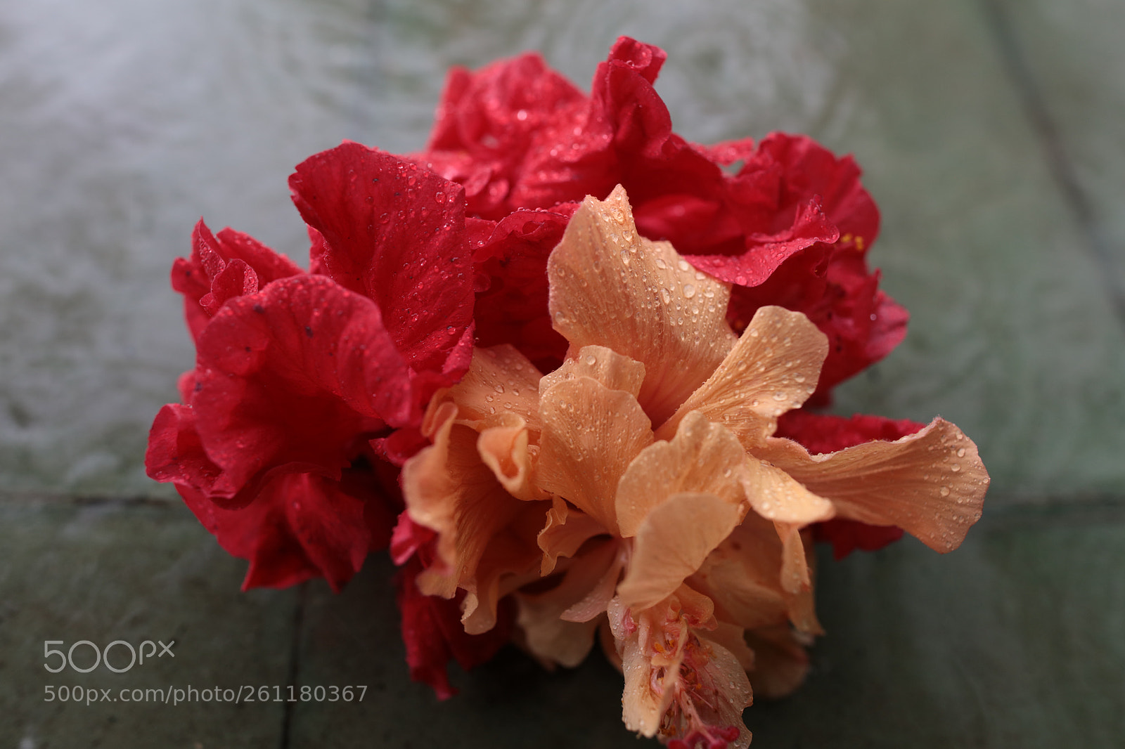 Canon EOS 5DS R sample photo. It rains on the photography