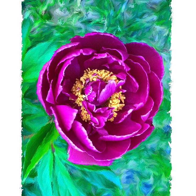Apple iPhone9,4 sample photo. Peony photography