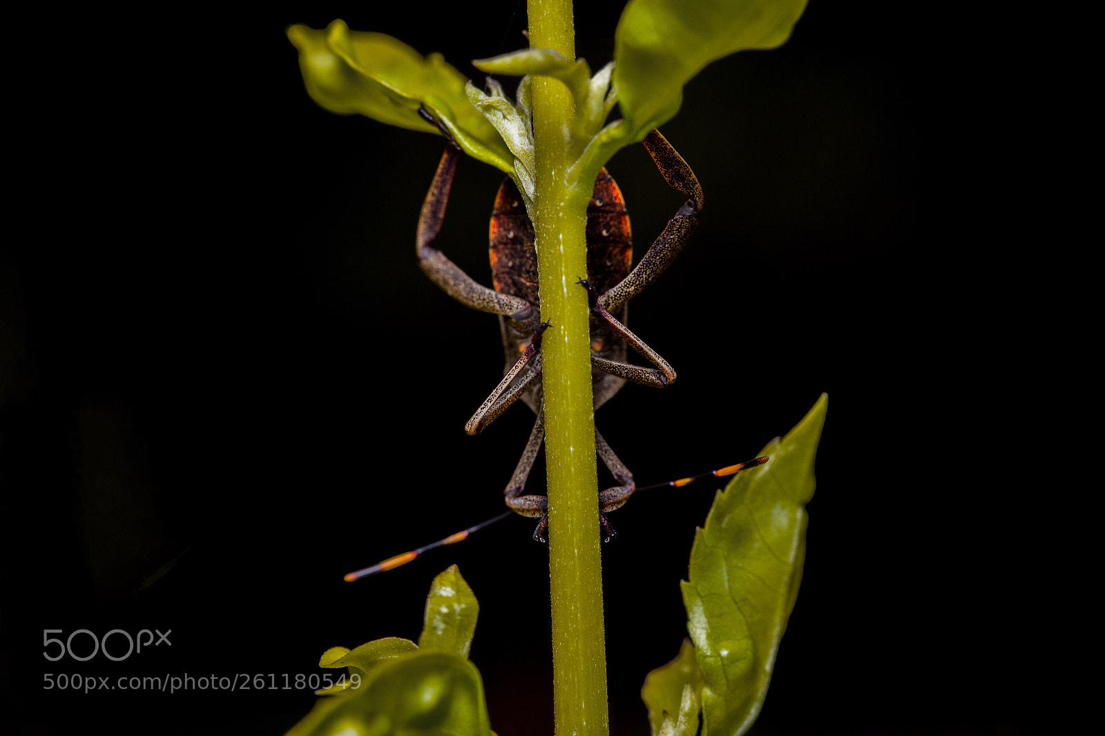 Canon EOS 6D sample photo. Camera shy beetle photography