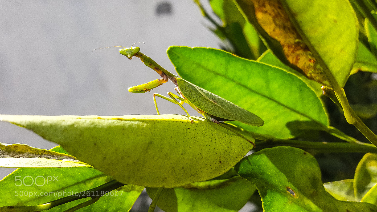 Samsung Galaxy S6 sample photo. 20170430_142842.jpg photography
