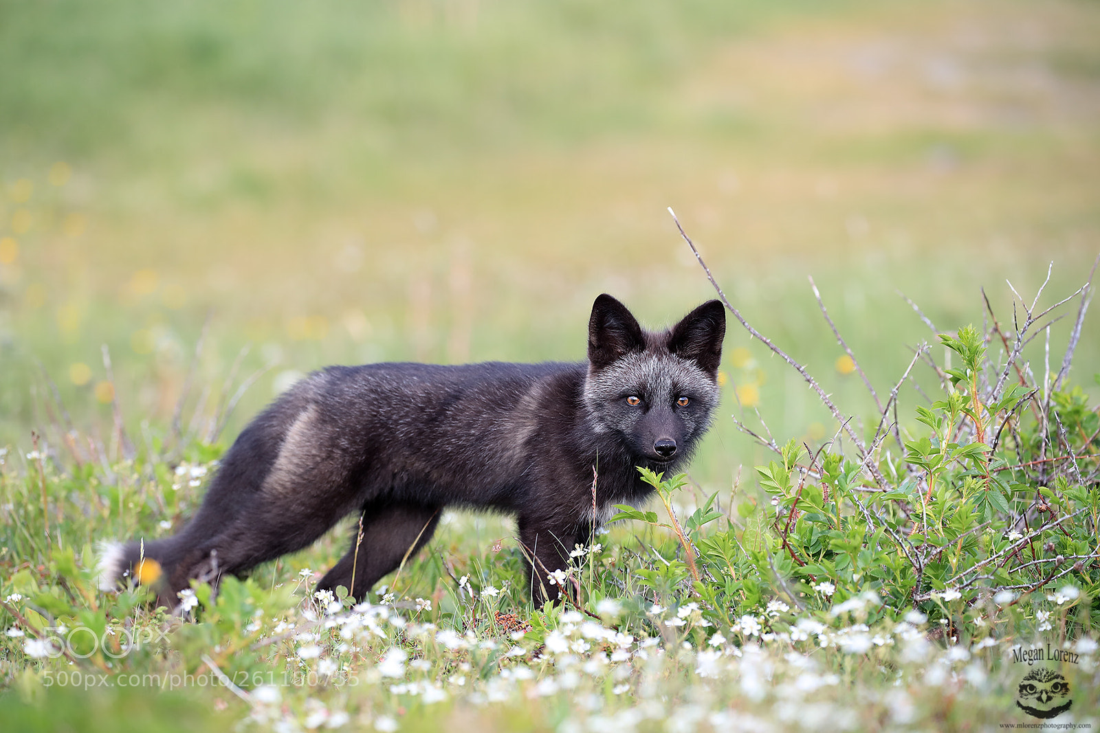 Canon EOS-1D X Mark II sample photo. Little devil photography