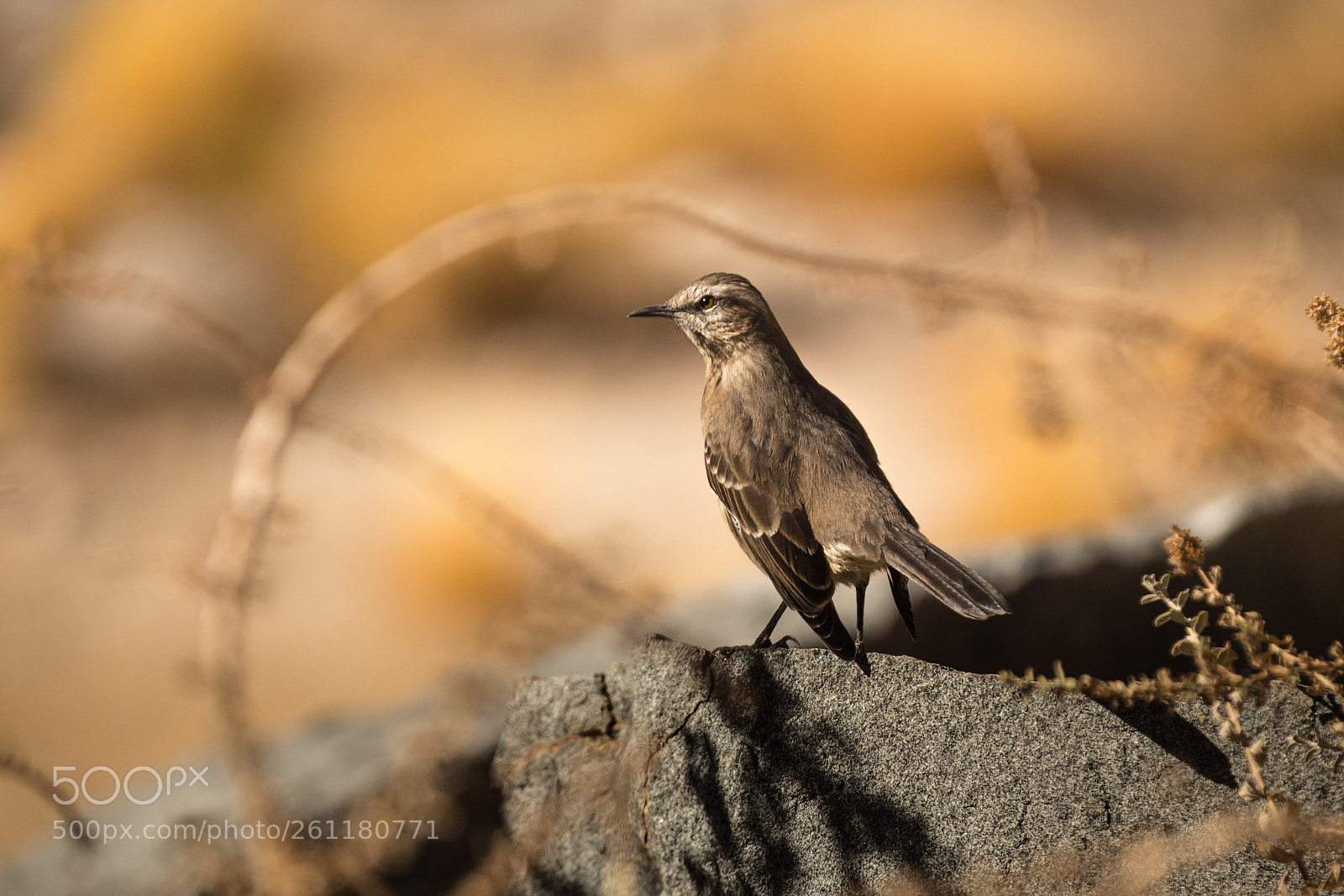 Canon EOS 6D sample photo. Tenca (mimus thenca) photography
