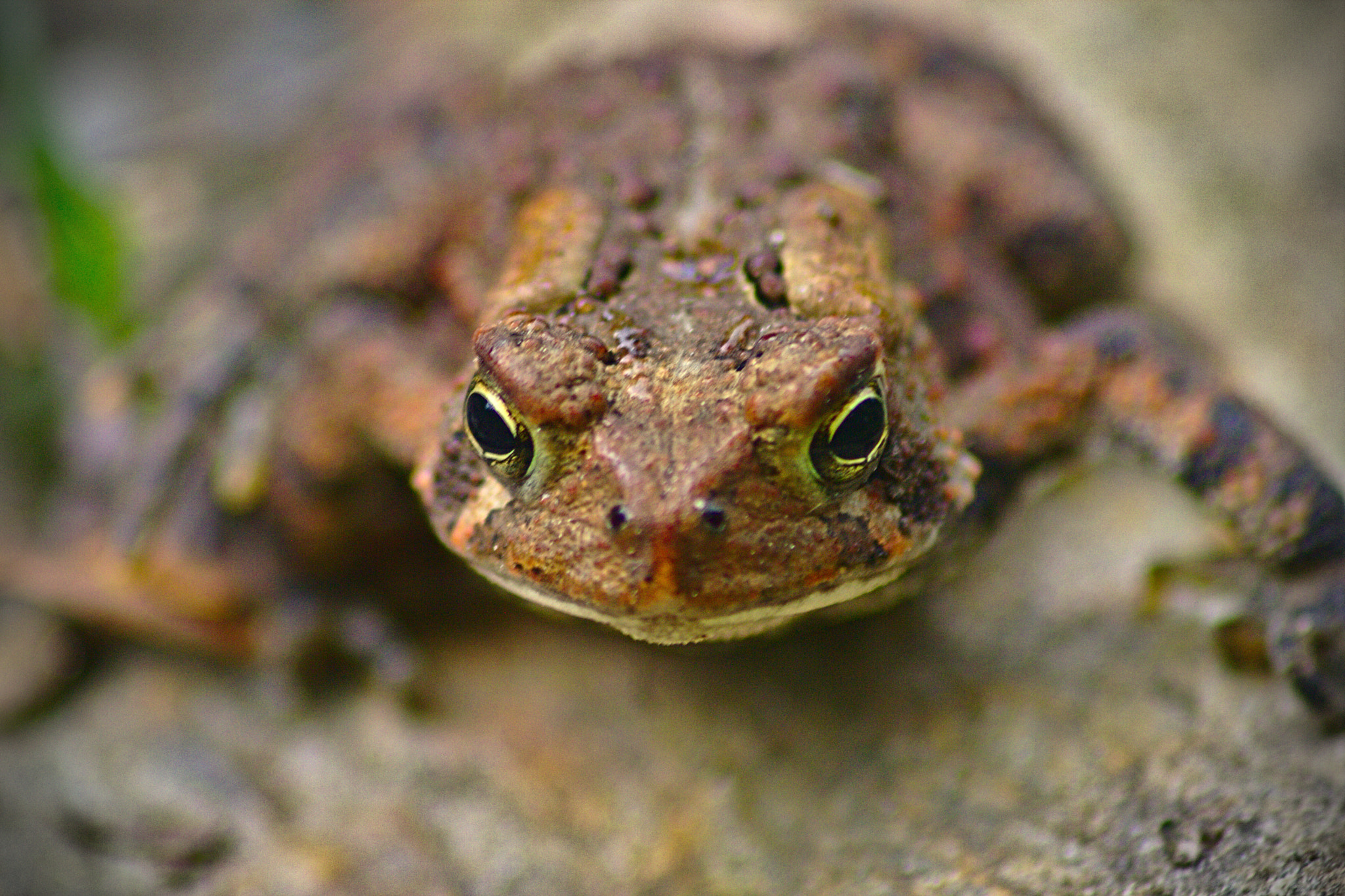 Canon EOS 1000D (EOS Digital Rebel XS / EOS Kiss F) sample photo. Ribbit! photography
