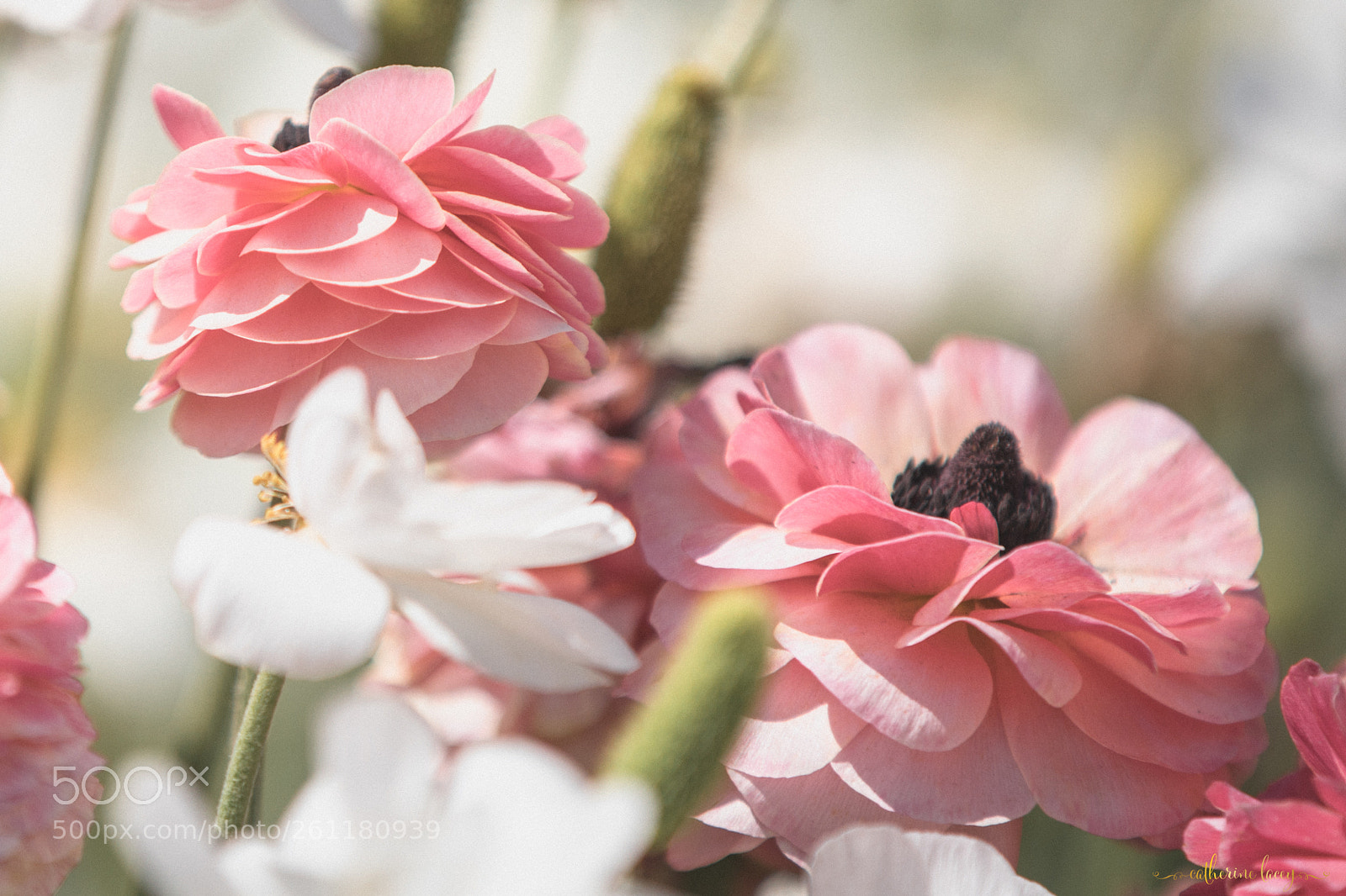 Canon EOS 5D Mark IV sample photo. Delicate photography