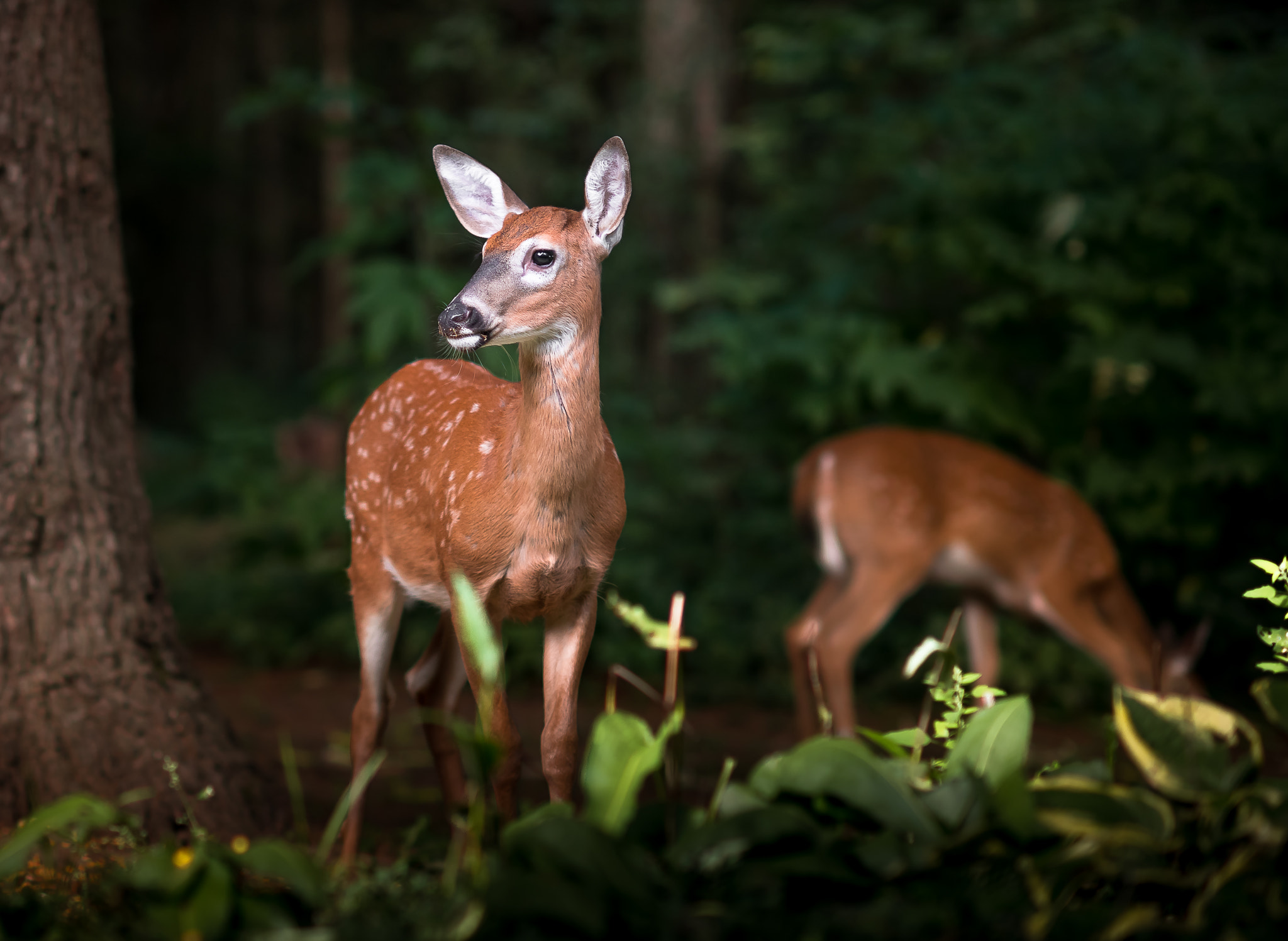 Sony a99 II sample photo. Fawns photography