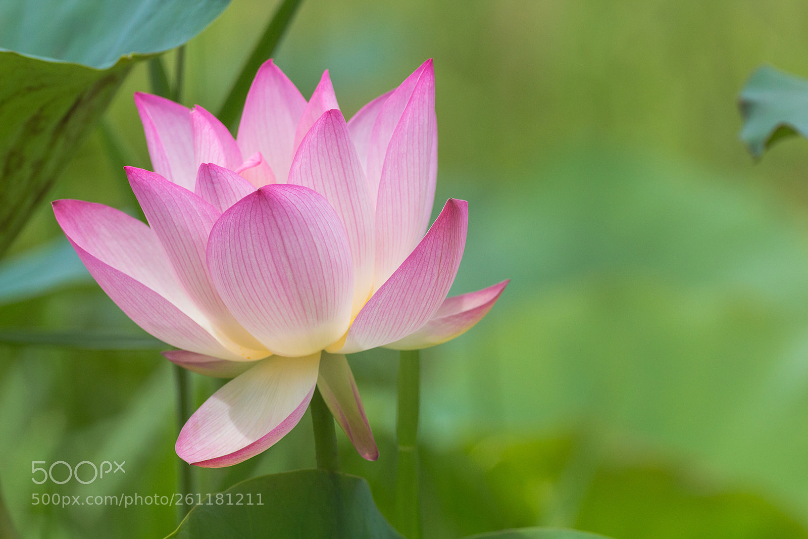 Canon EOS 100D (EOS Rebel SL1 / EOS Kiss X7) sample photo. Lotus photography