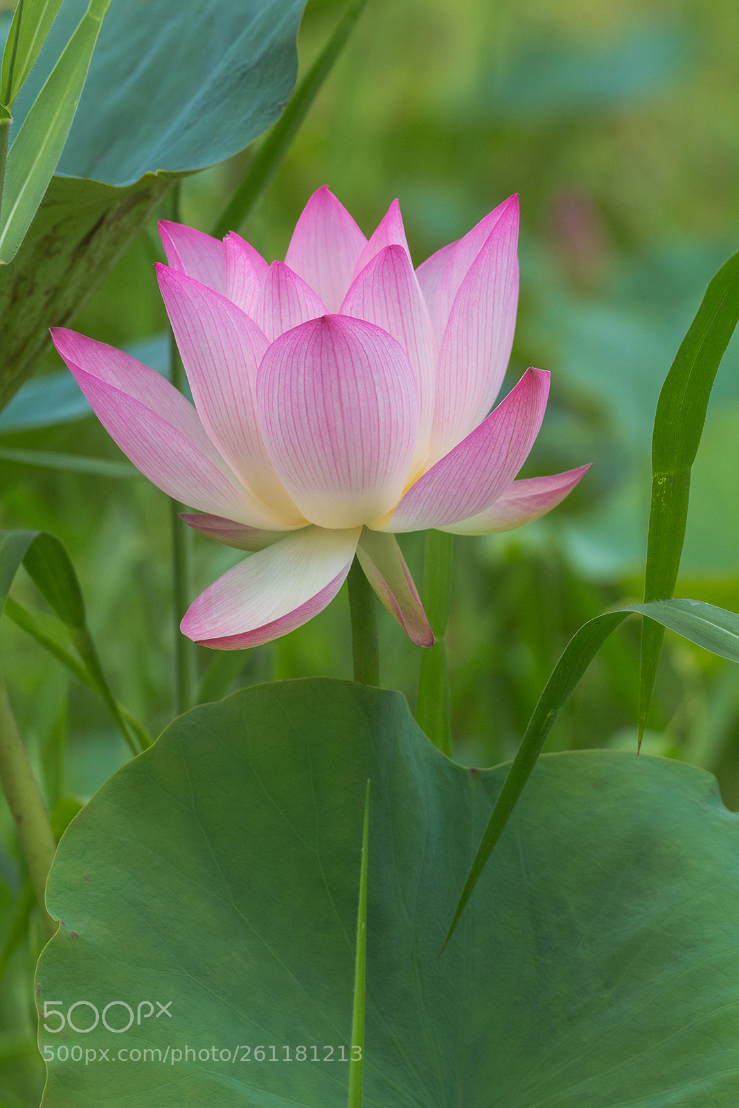 Canon EOS 100D (EOS Rebel SL1 / EOS Kiss X7) sample photo. Lotus photography