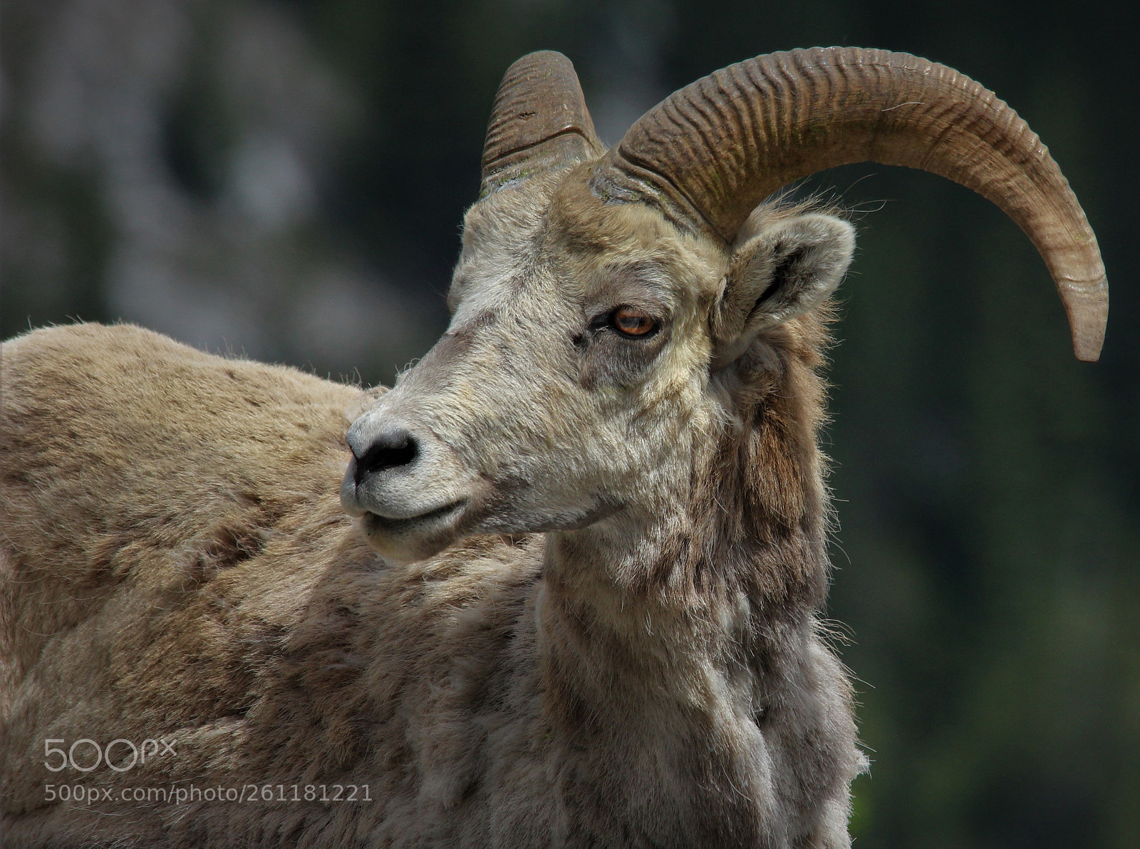 Canon EOS 600D (Rebel EOS T3i / EOS Kiss X5) sample photo. Rocky mountain bighorn, banff photography