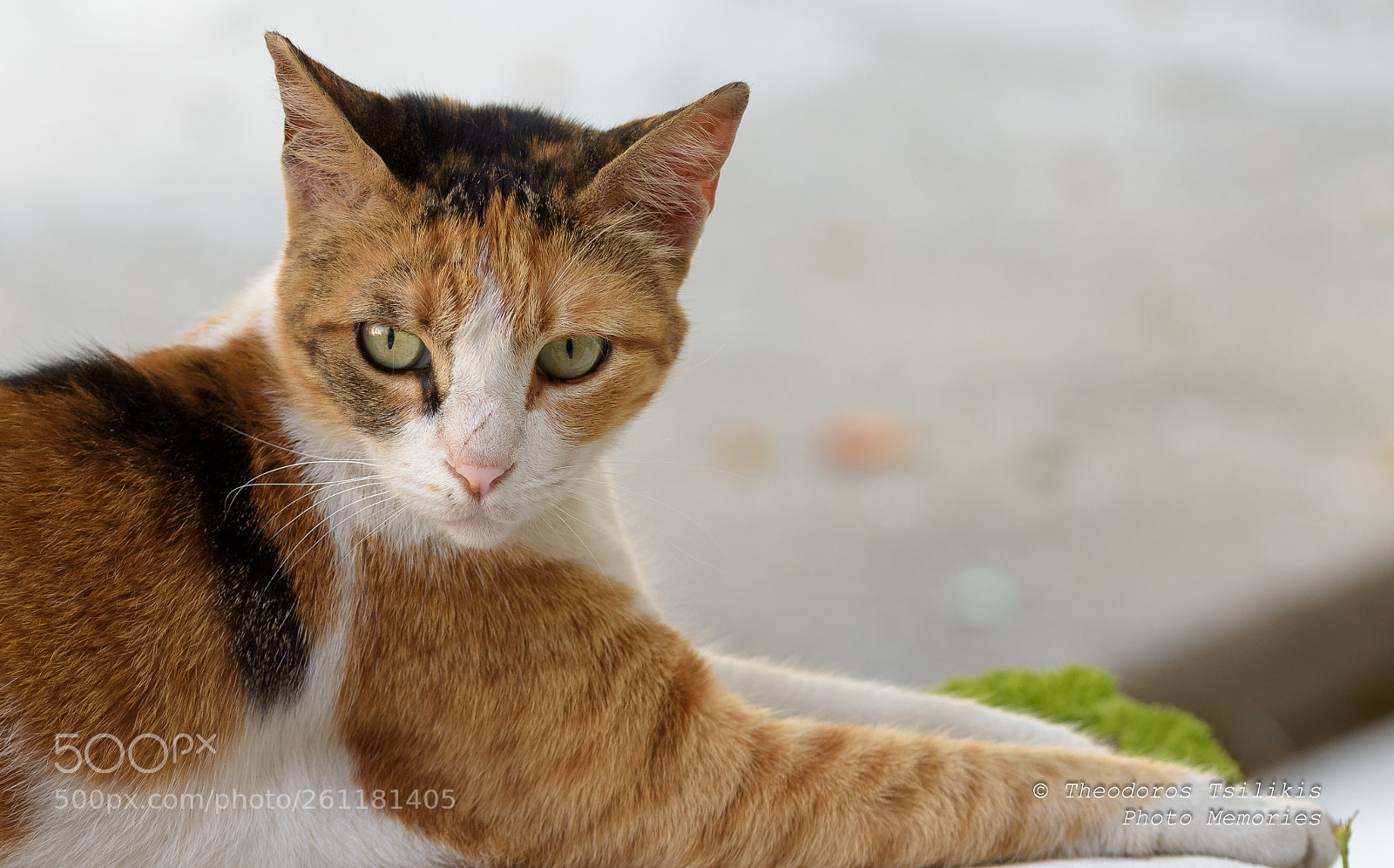 Nikon D7200 sample photo. Take a pose photography