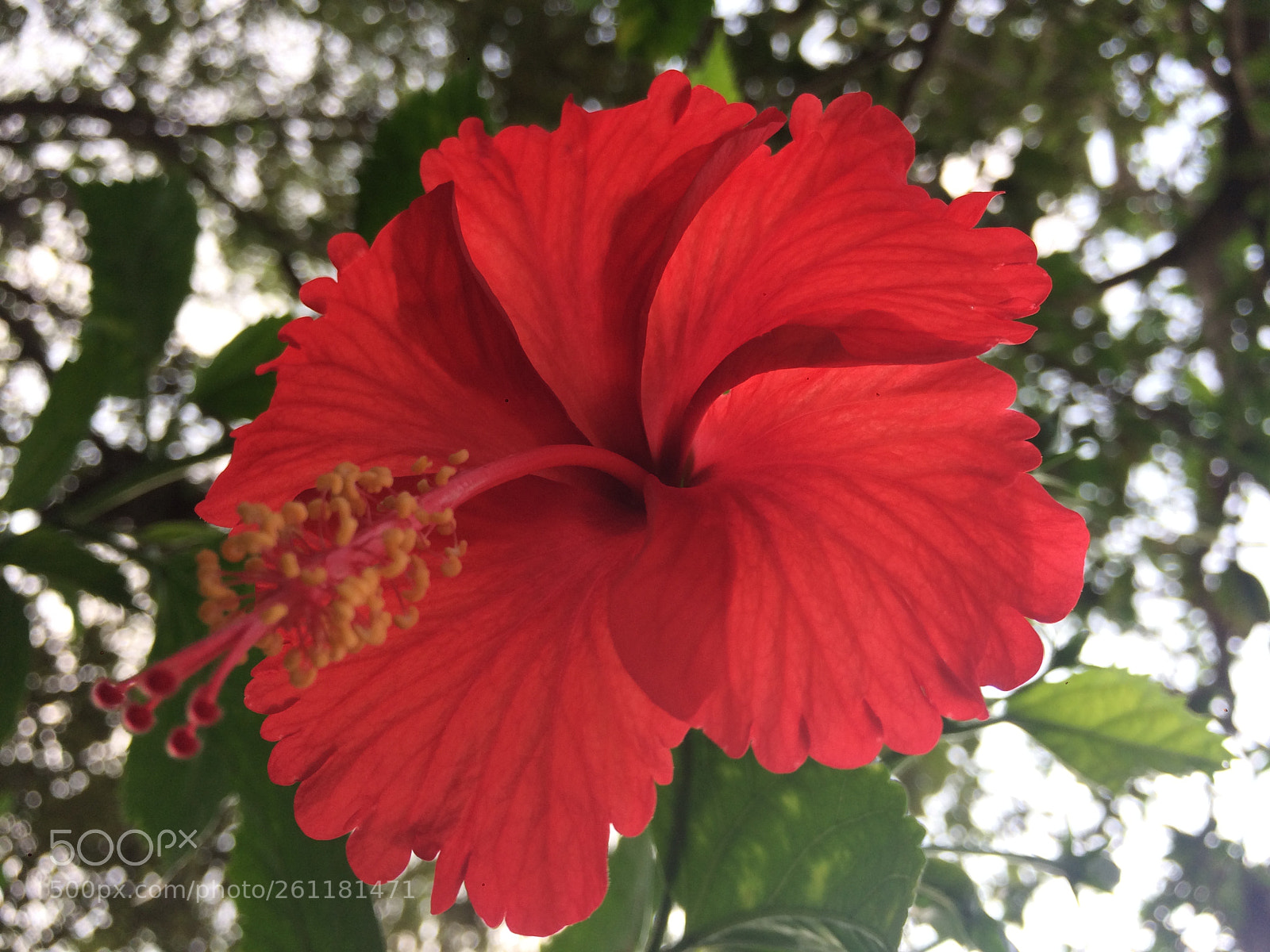 Apple iPhone 5s sample photo. The beautiful flower hibiscus photography