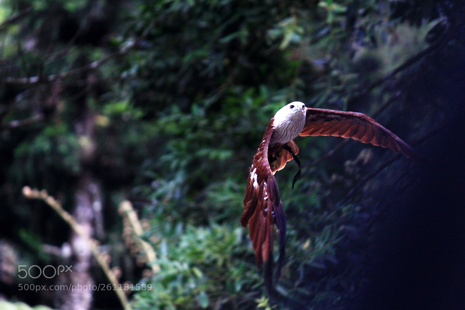 Canon EOS 60D sample photo. Eagle photography