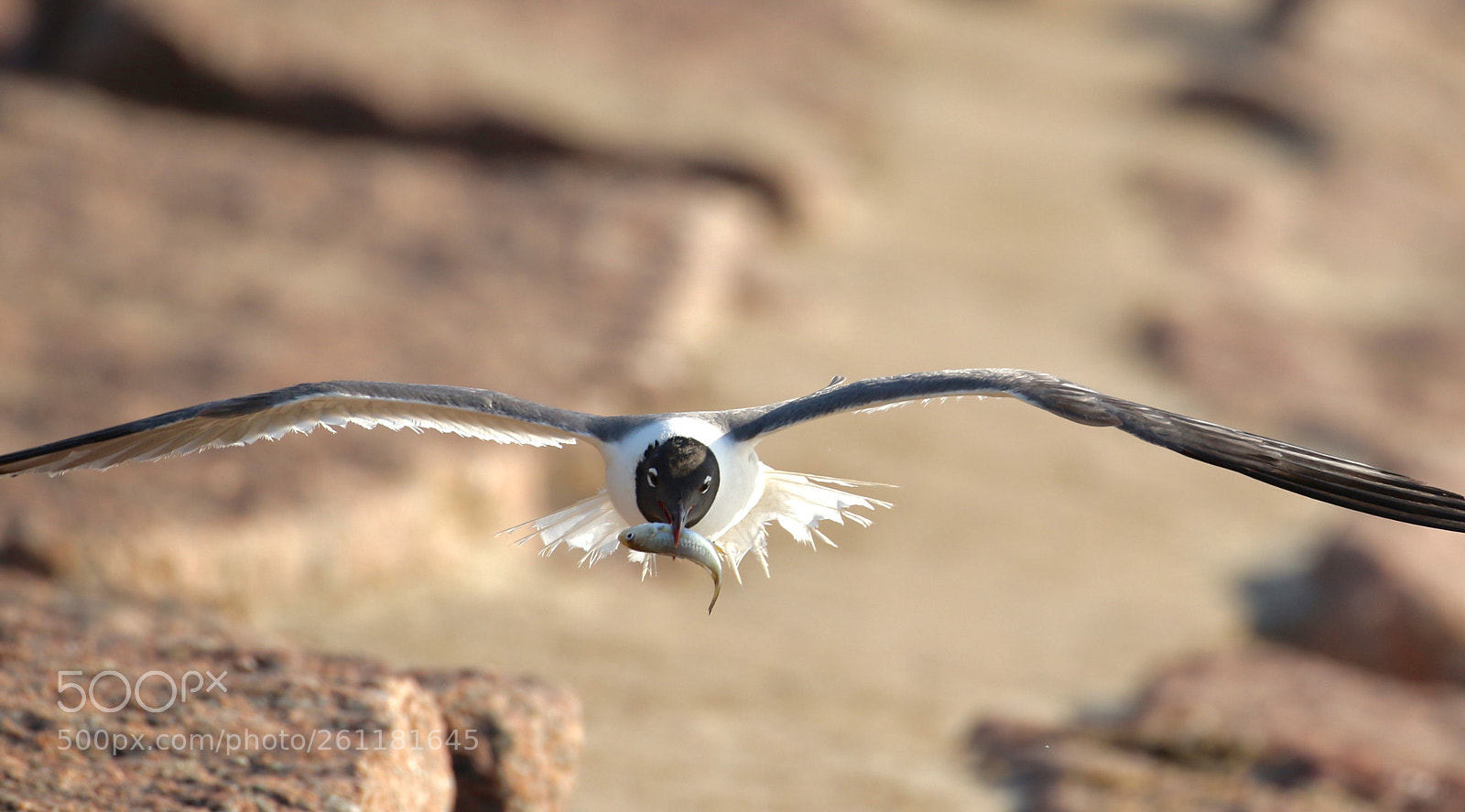 Canon EOS 7D Mark II sample photo. Got fish....? photography