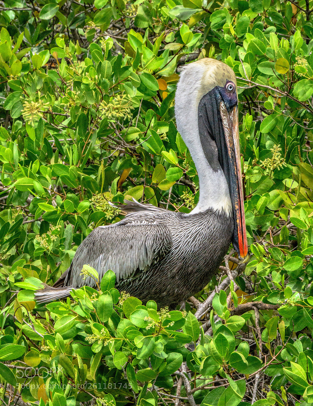 Sony a6000 sample photo. Galapagos brown pelican photography