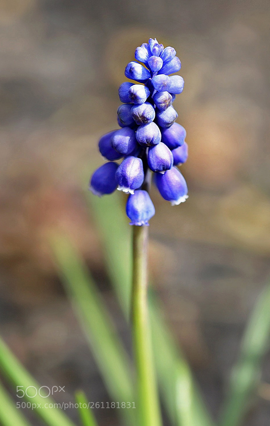 Canon EOS 6D Mark II sample photo. Muscari photography