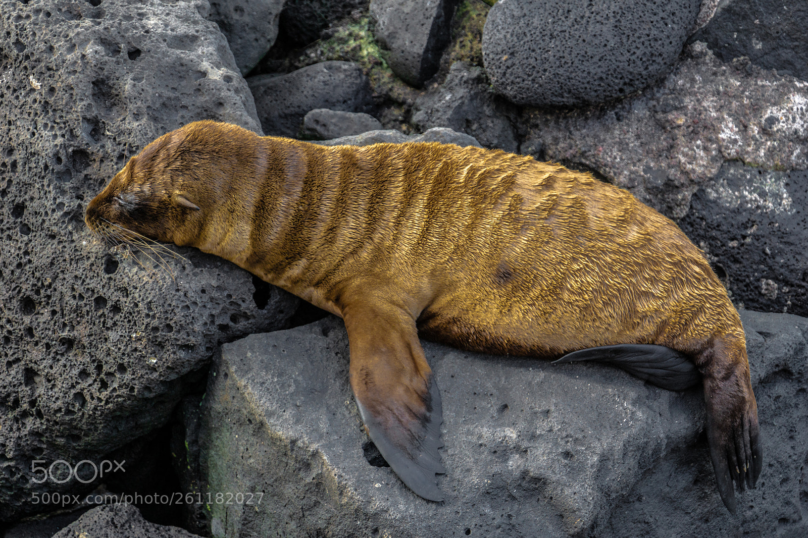 Sony a6000 sample photo. Galapagos fur seal photography