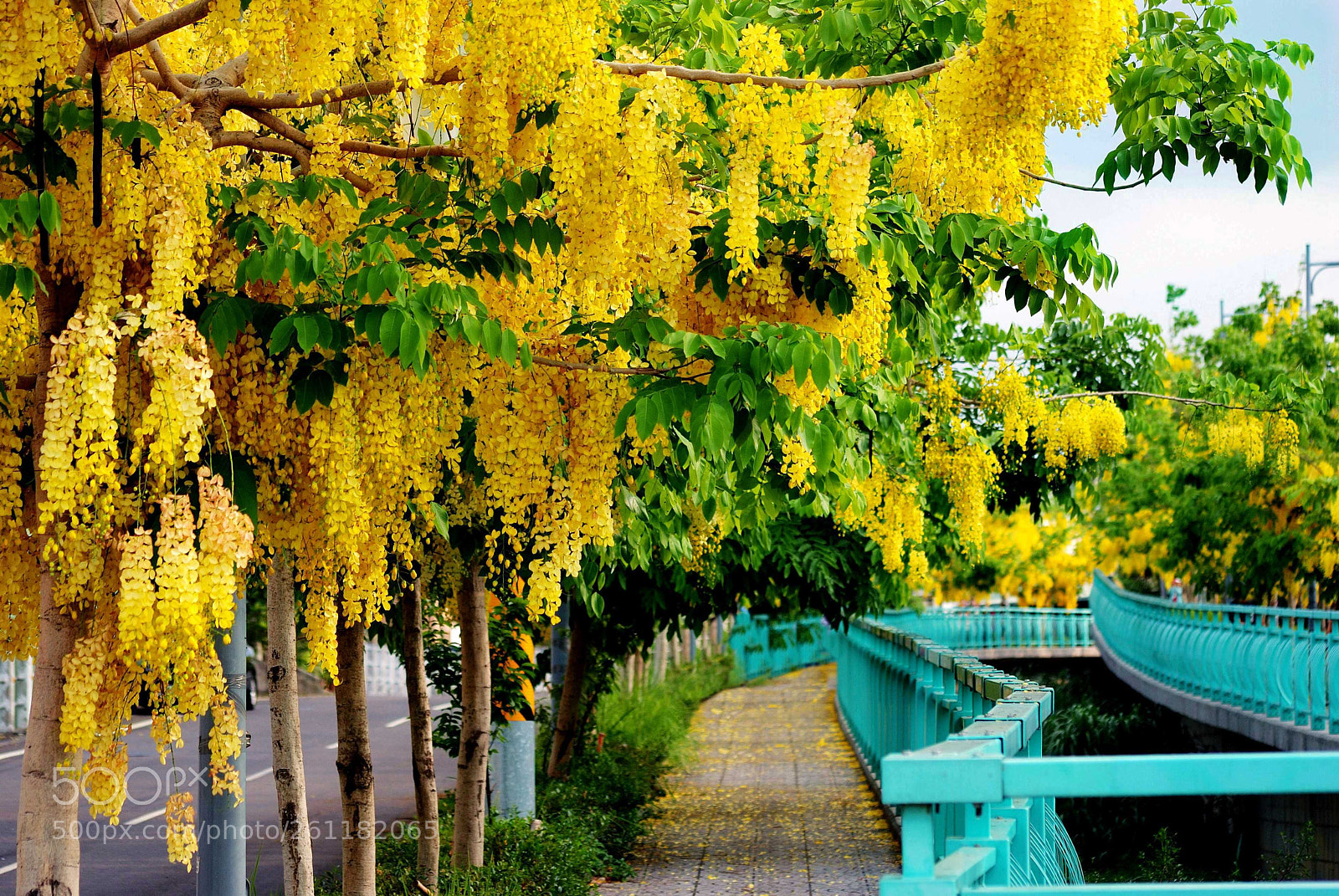 Nikon D80 sample photo. Cassia fistula golden shower photography