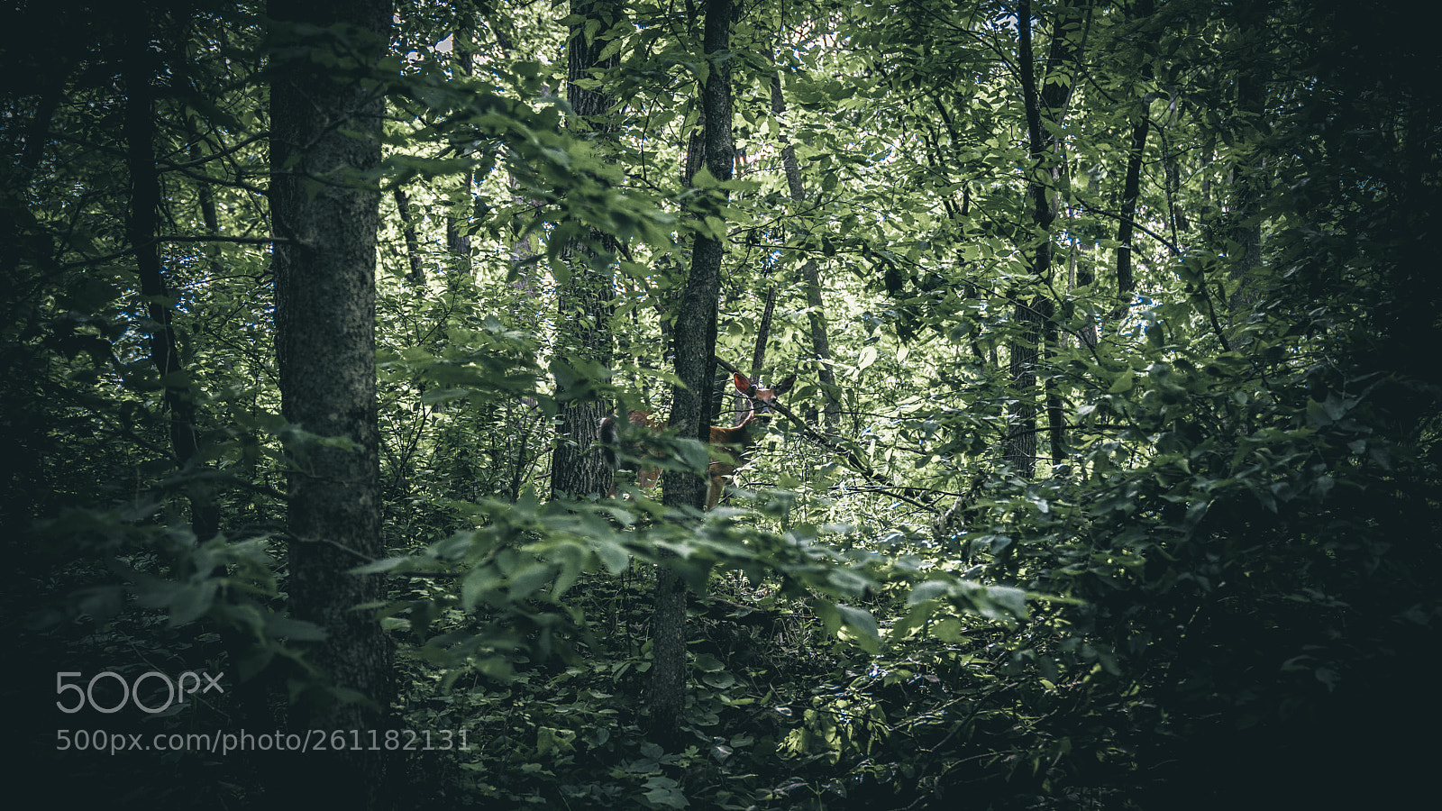 Sony a7R II sample photo. So i ran into photography