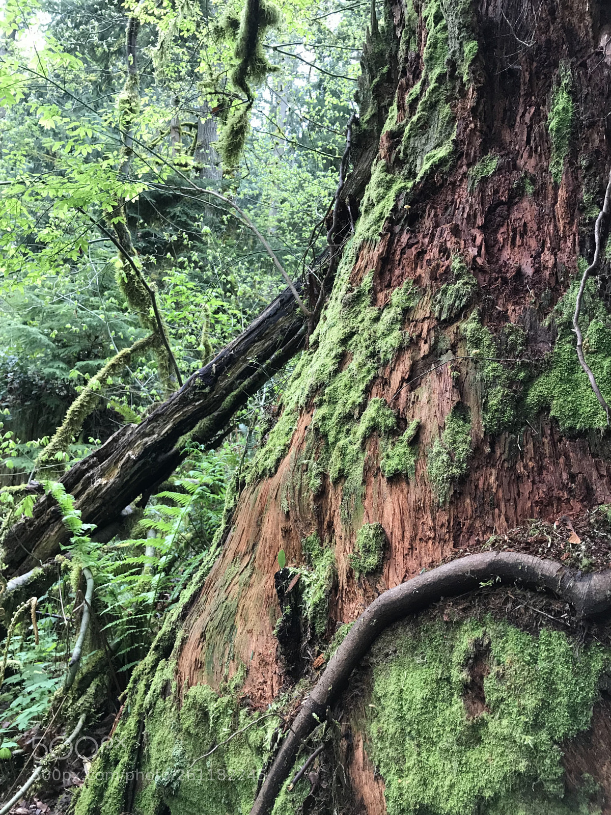 Apple iPhone 7 sample photo. Salish moss photography