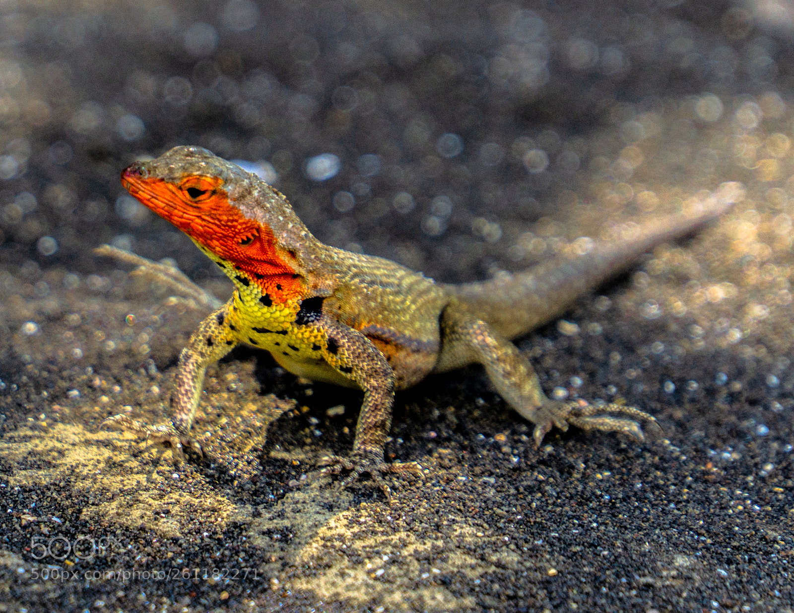 Sony a6000 sample photo. Galapagos lava lizard photography