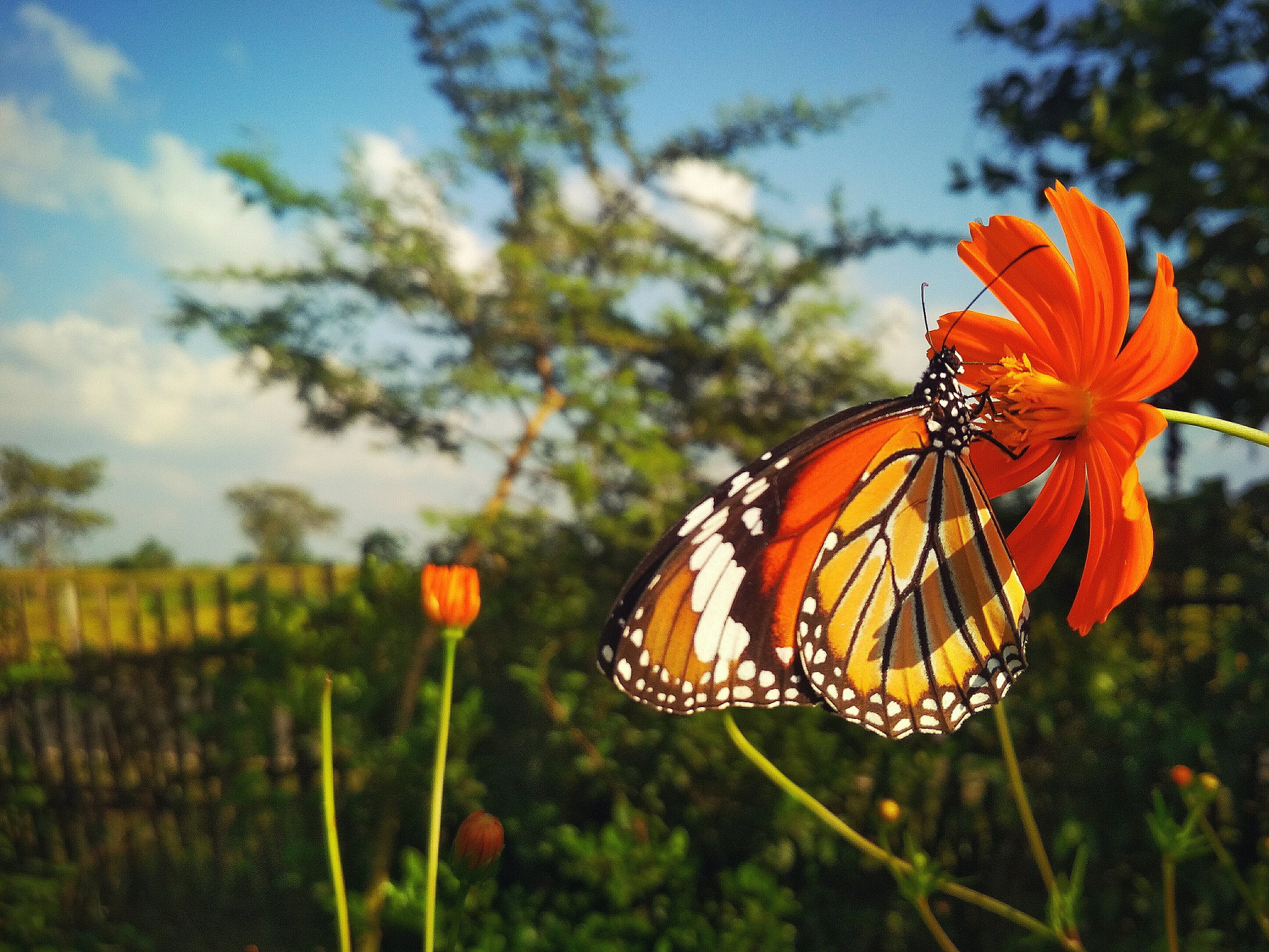Xiaomi Redmi 4 Pro sample photo. Butterfly photography