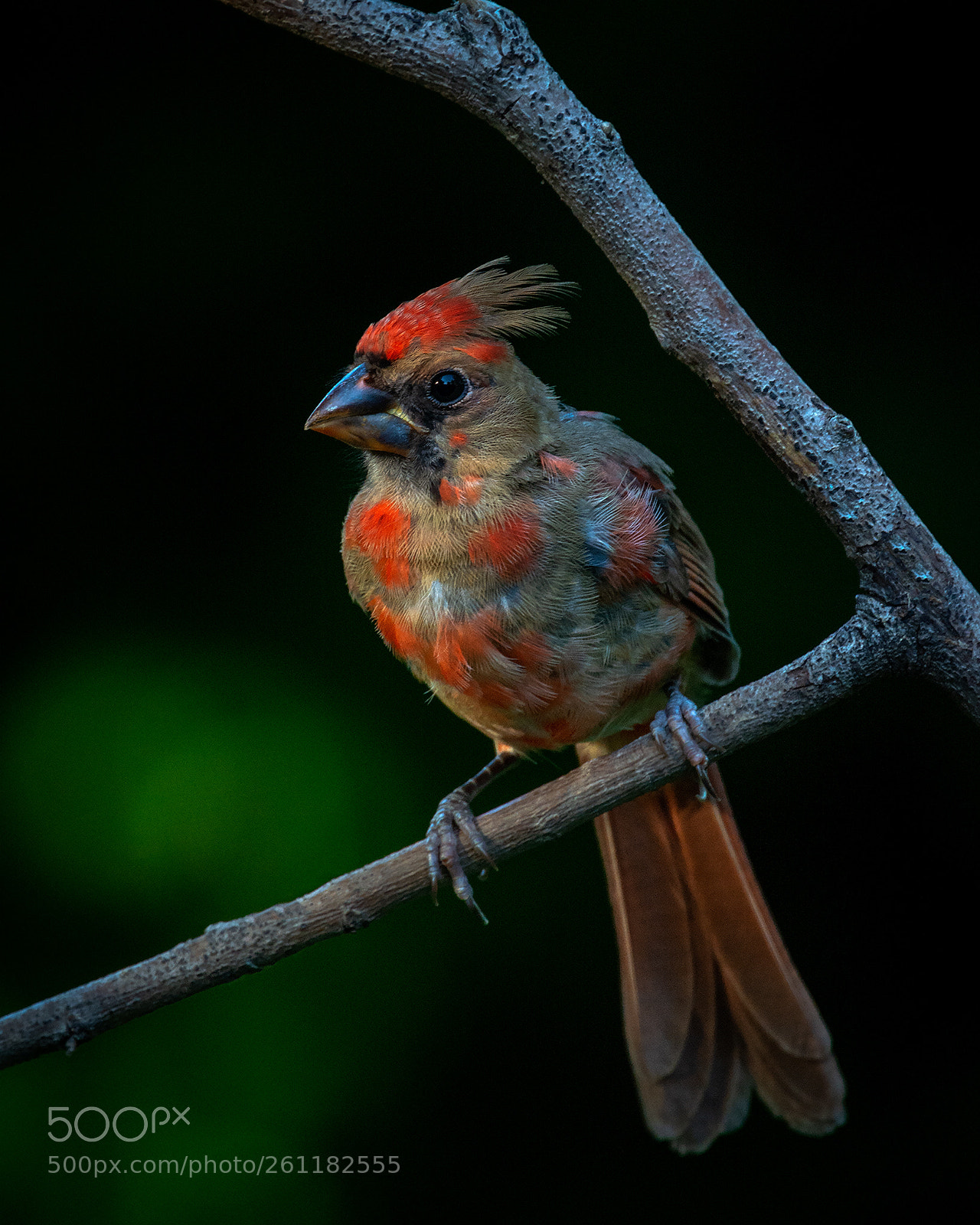 Nikon D7100 sample photo. Juvenile male northern cardinal photography