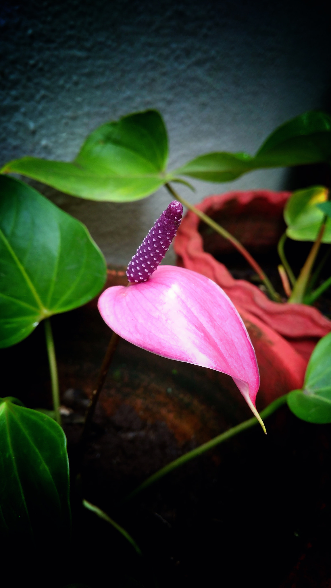 Xiaomi Redmi 4A sample photo. Anthurium photography