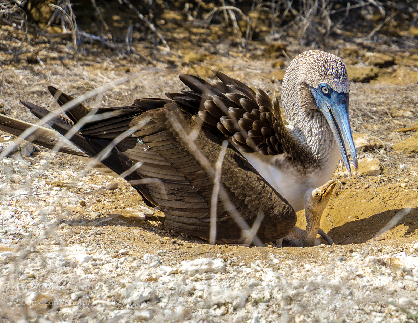 Sony a6000 sample photo. Blue footed booby with photography