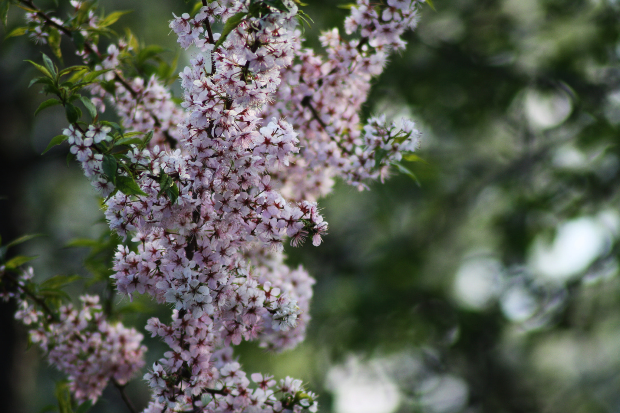 Canon EOS 1000D (EOS Digital Rebel XS / EOS Kiss F) sample photo. Img photography