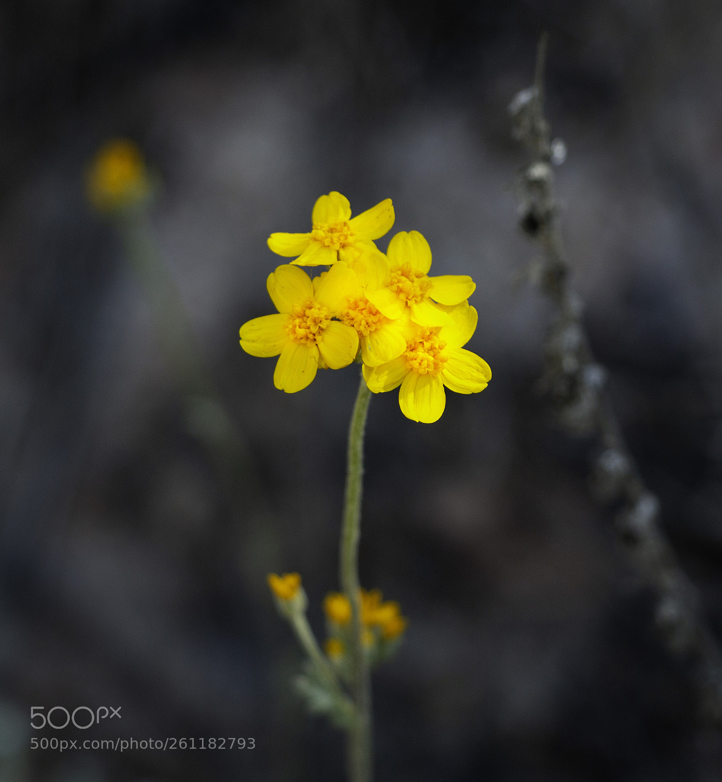 Canon EOS 70D sample photo. Flower photography