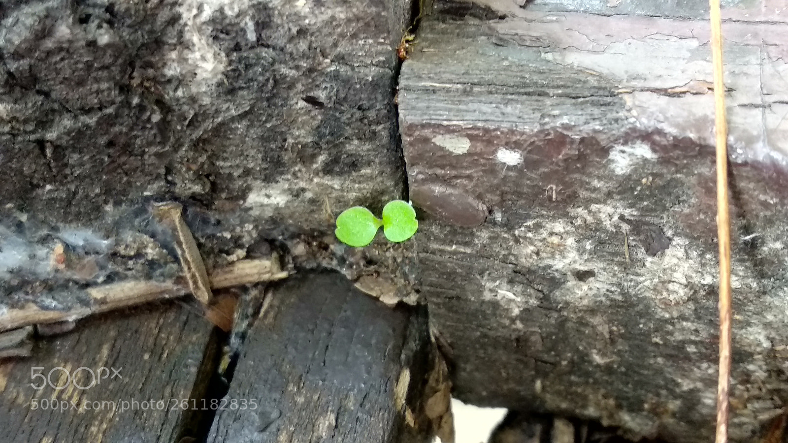 Xiaomi Mi A1 sample photo. Smil photography
