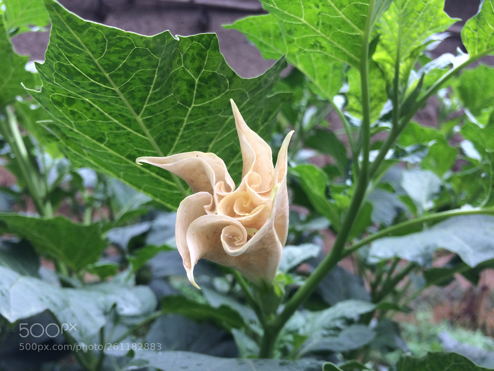 Apple iPhone 5s sample photo. Datura flower photography