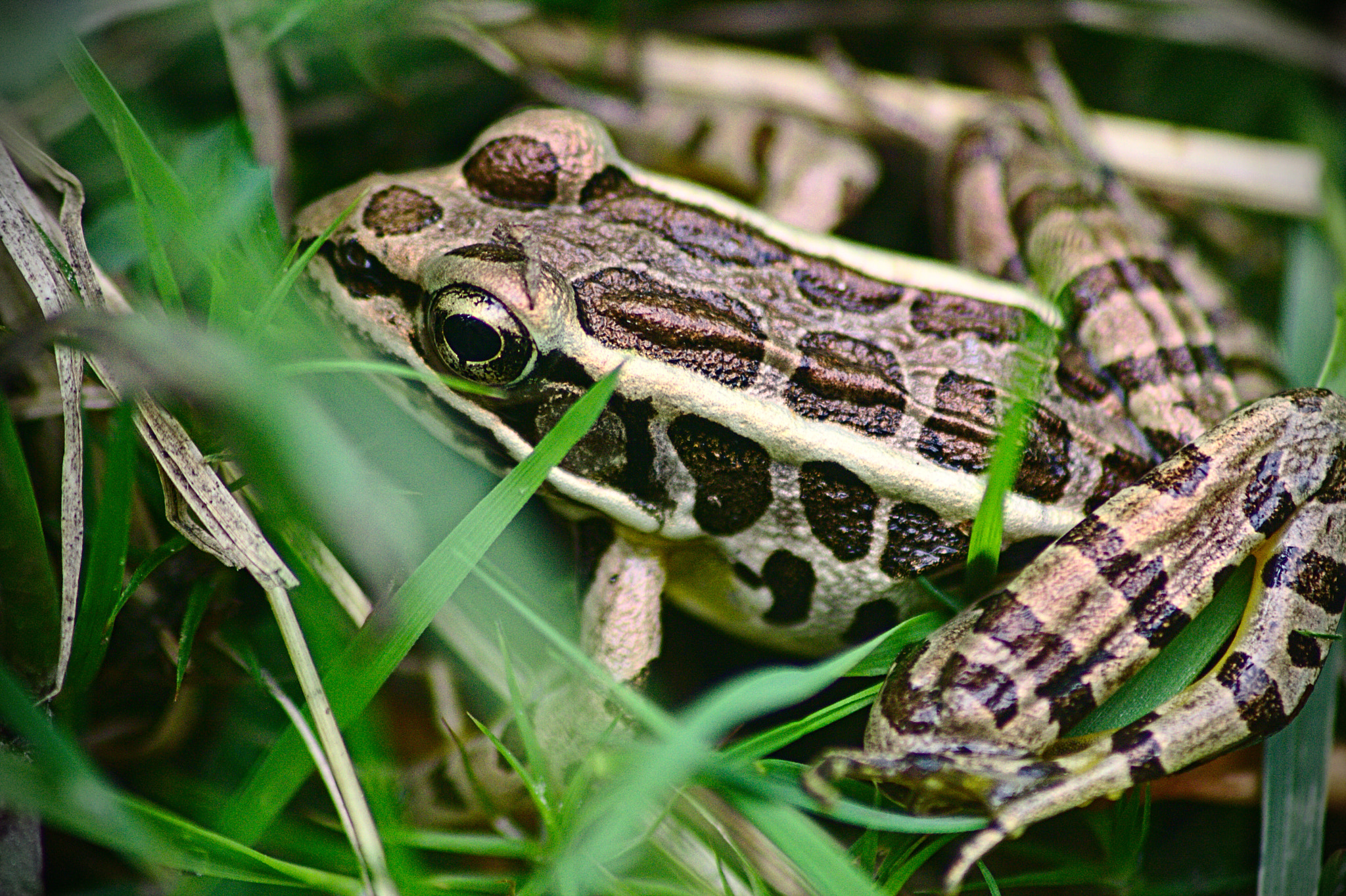 Canon EOS 1000D (EOS Digital Rebel XS / EOS Kiss F) sample photo. Frog photography