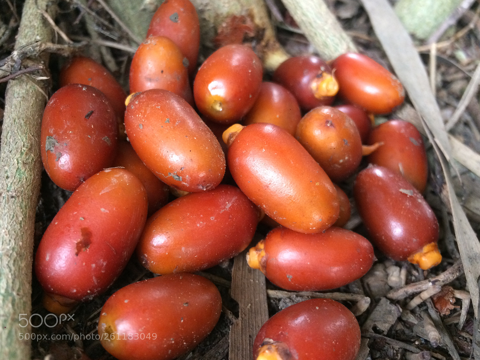 Apple iPhone 5s sample photo. Date fruit photography