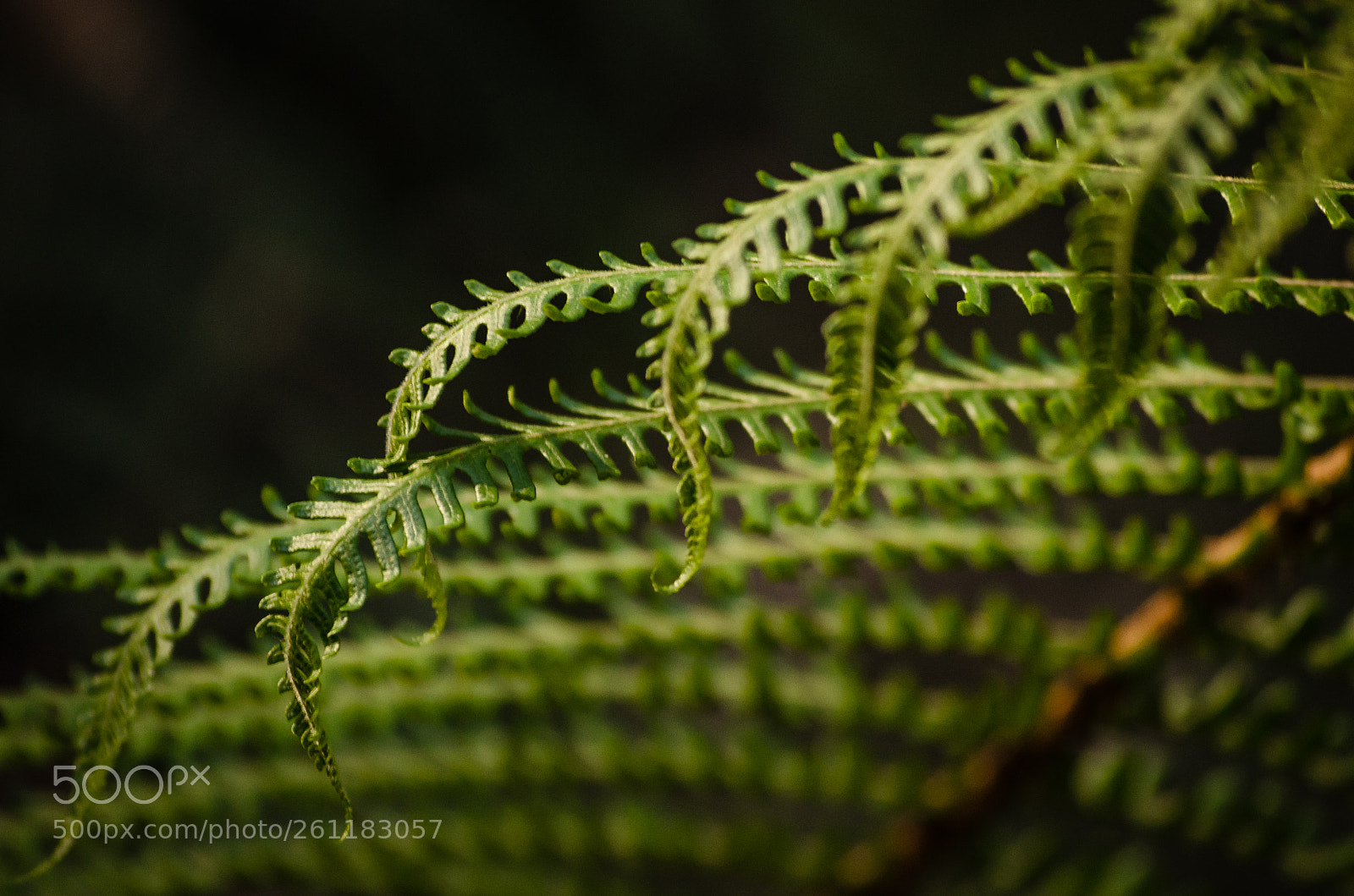 Nikon D5100 sample photo. ¦:¦:¦:¦:¦ photography