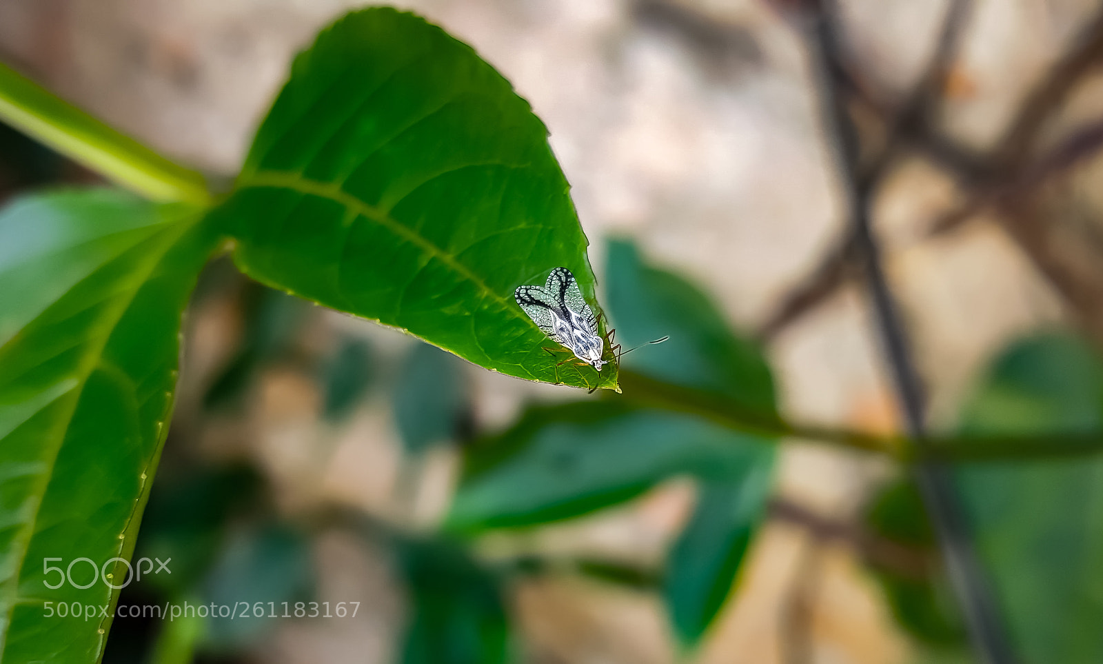 Samsung Galaxy S6 sample photo. 20161212_151831.jpg photography