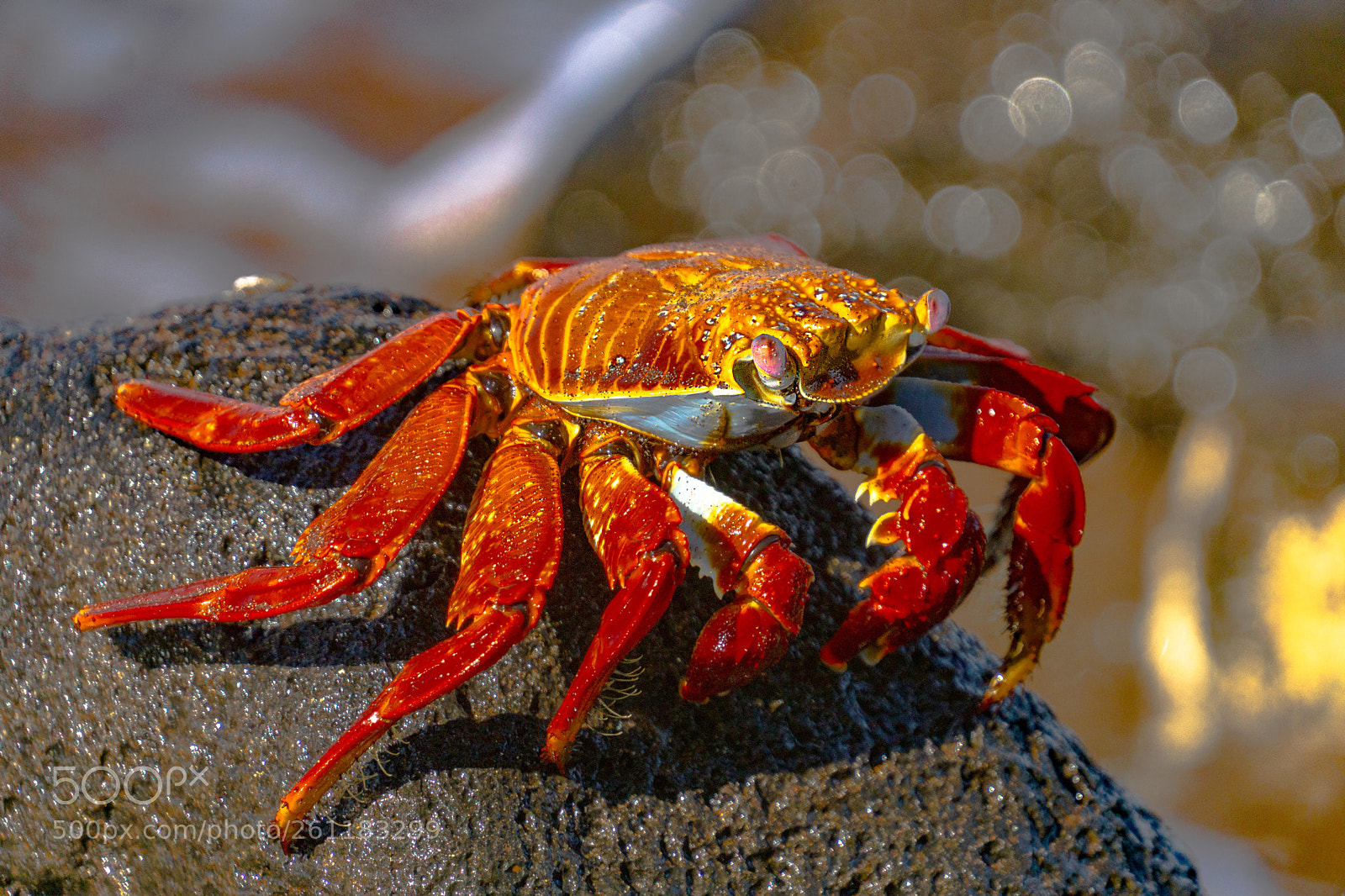 Sony a6000 sample photo. Galapagos sally lightfoot crab photography