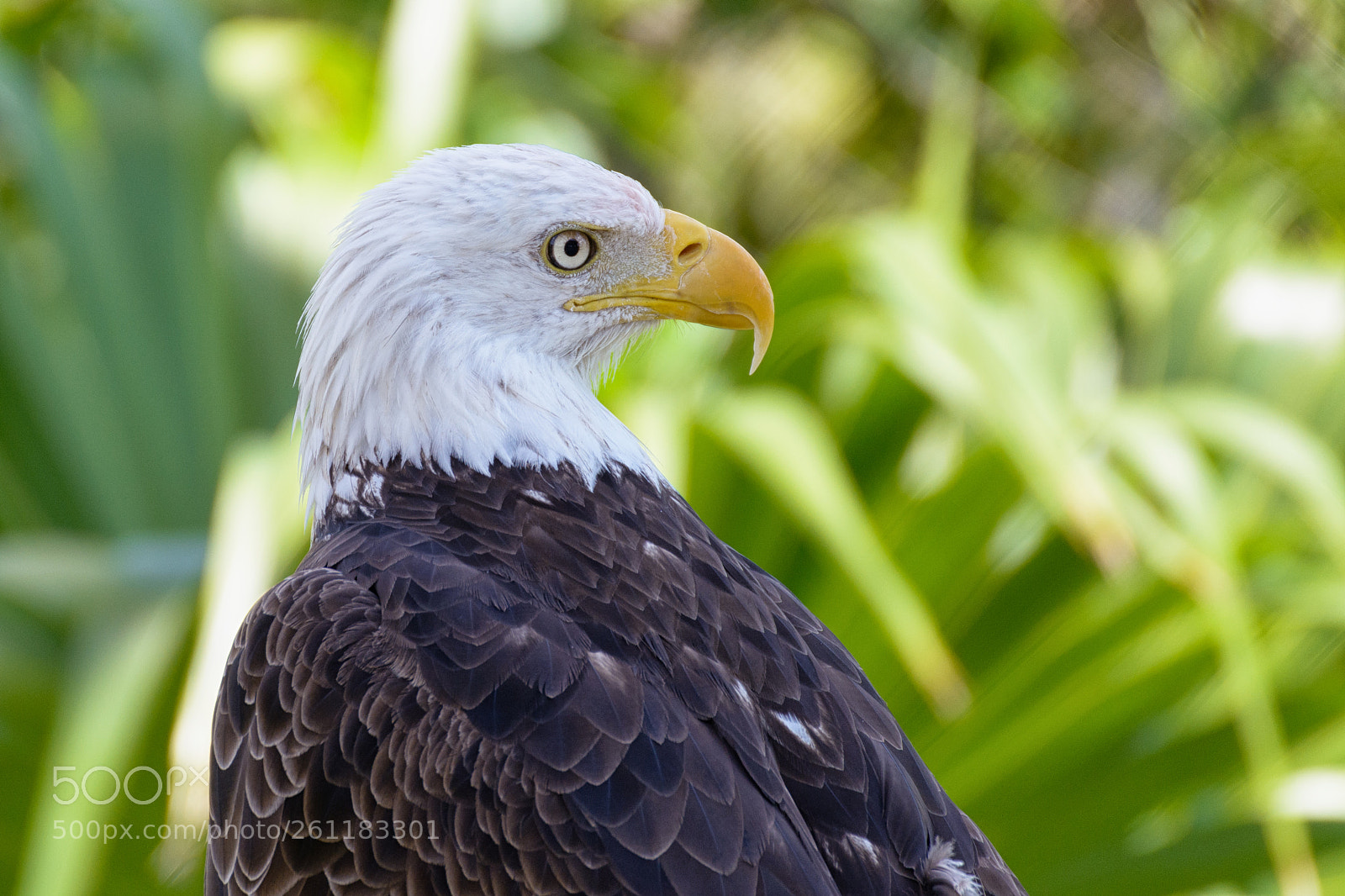 Nikon D7100 sample photo. Bald eagle photography