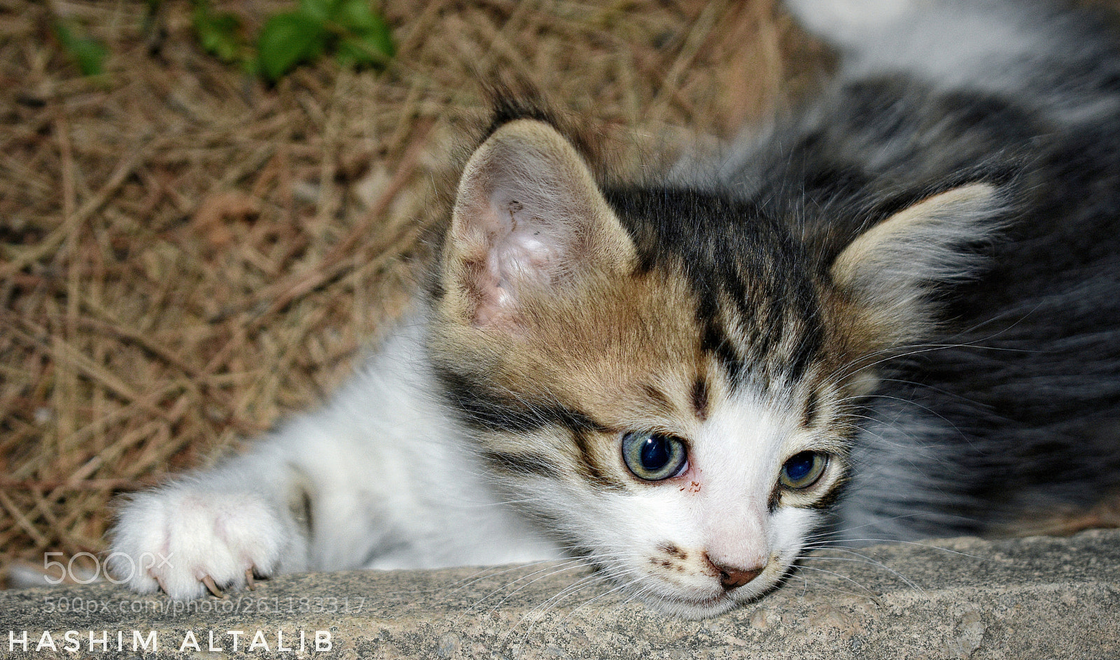 Nikon D3400 sample photo. Untitled photography