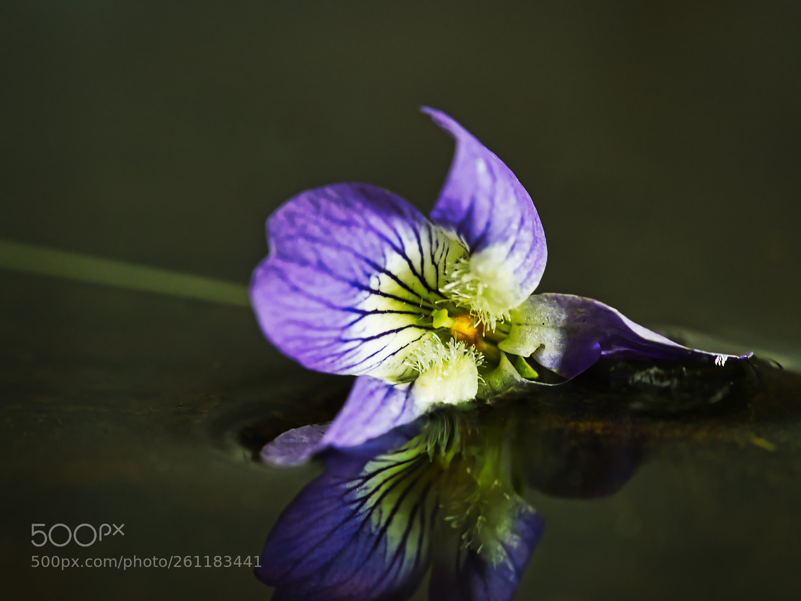 Olympus OM-D E-M1 sample photo. Violet reflection on water photography