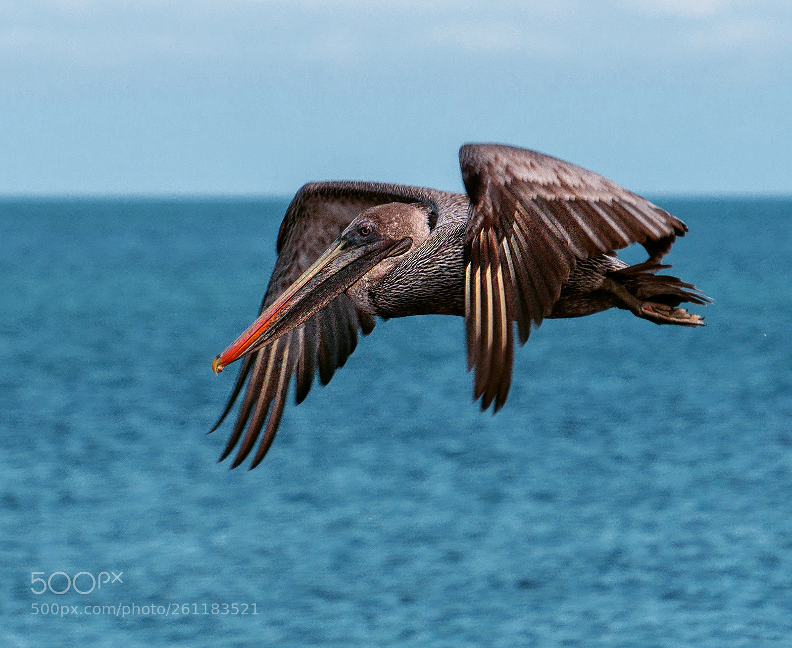 Sony a6000 sample photo. Galapagos brown pelican in photography
