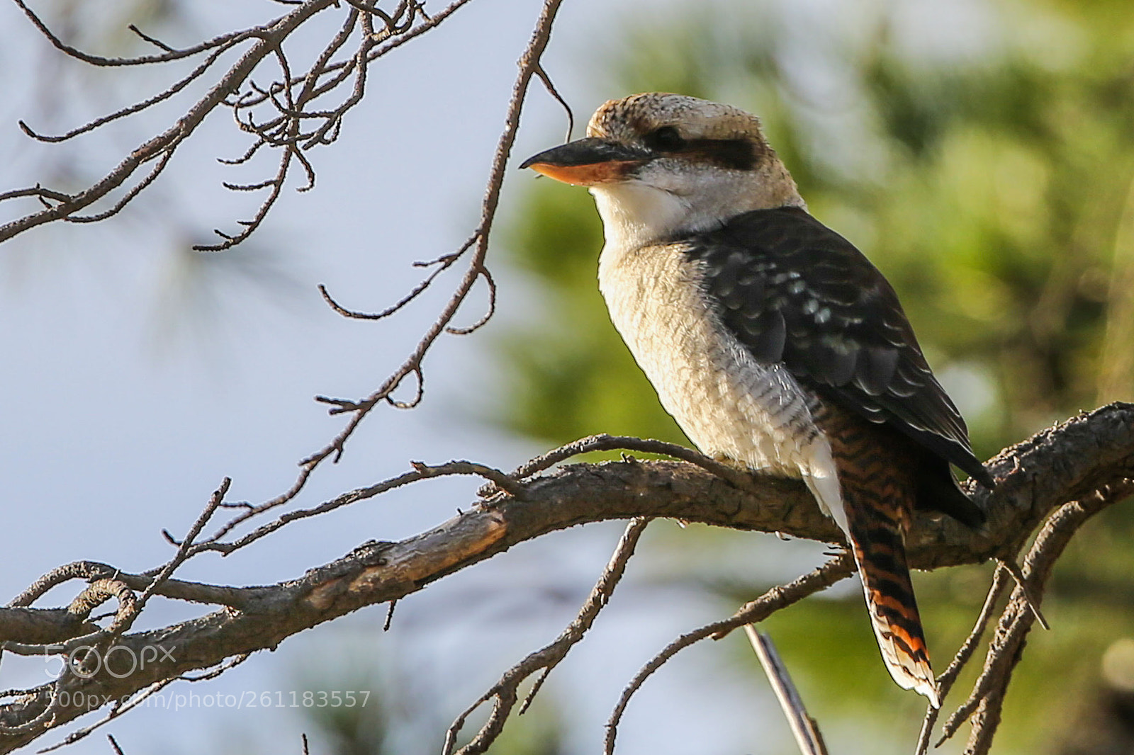 Canon EOS-1D X sample photo. Kookaburra photography