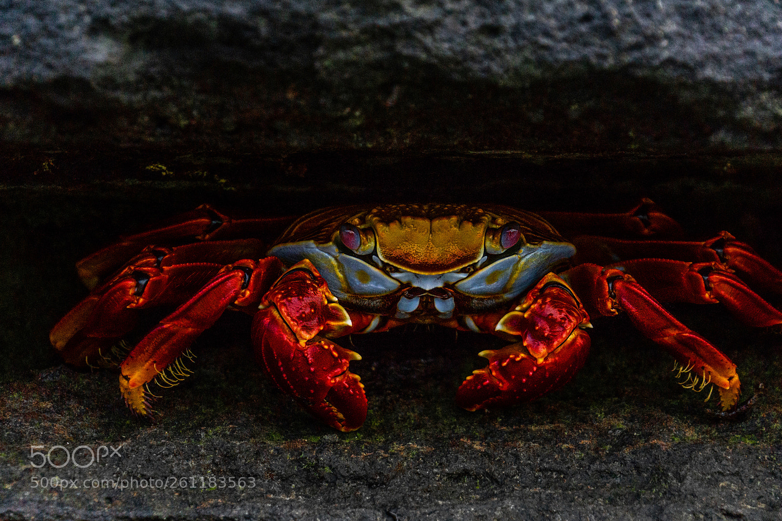 Sony a6000 sample photo. Sheltered sally lightfoot crab photography
