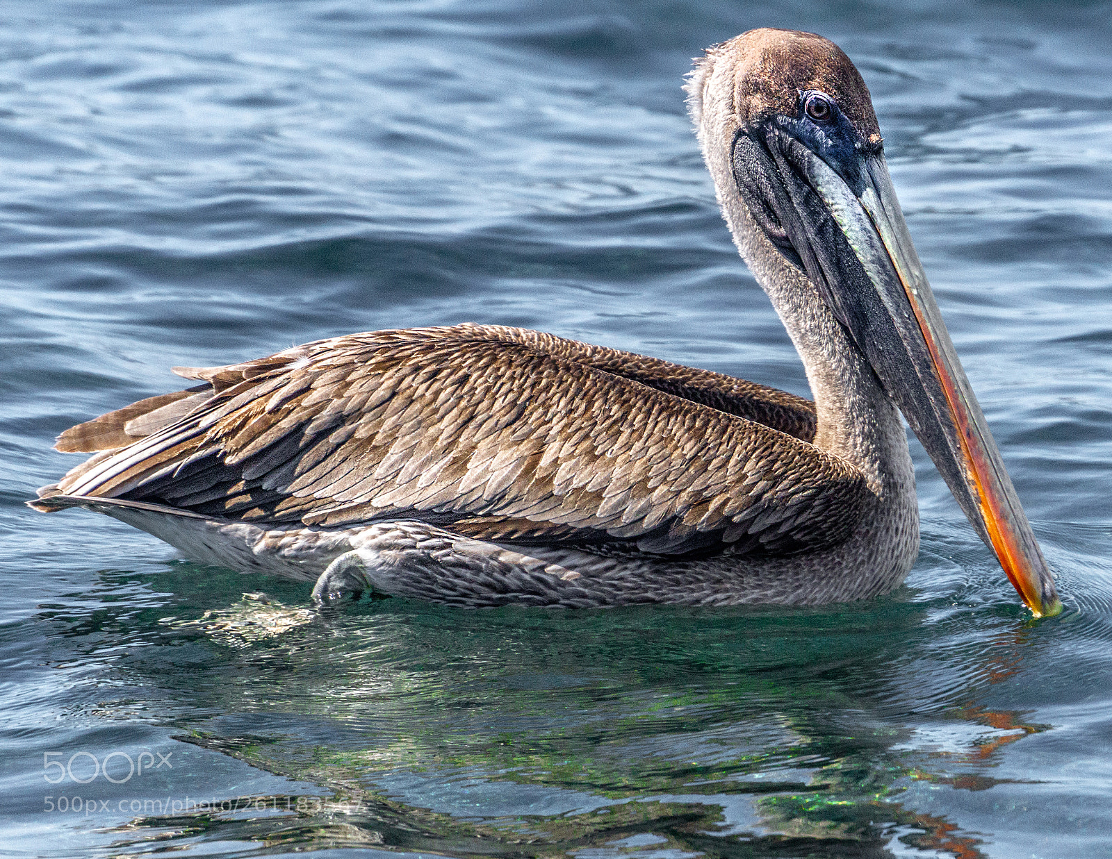 Sony a6000 sample photo. Galapagos brown pelican photography