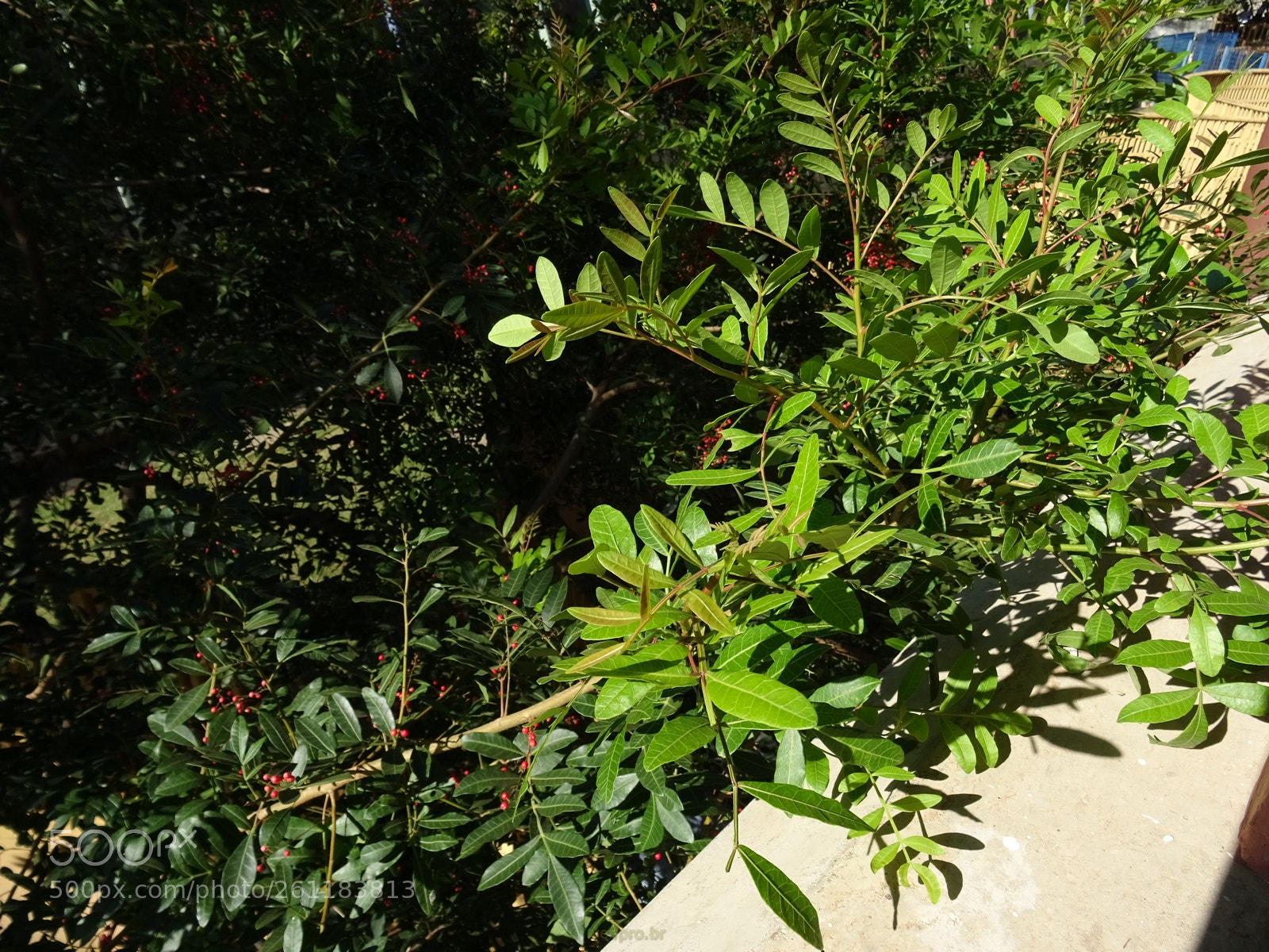 Sony DSC-HX60V sample photo. Jardim da escola photography