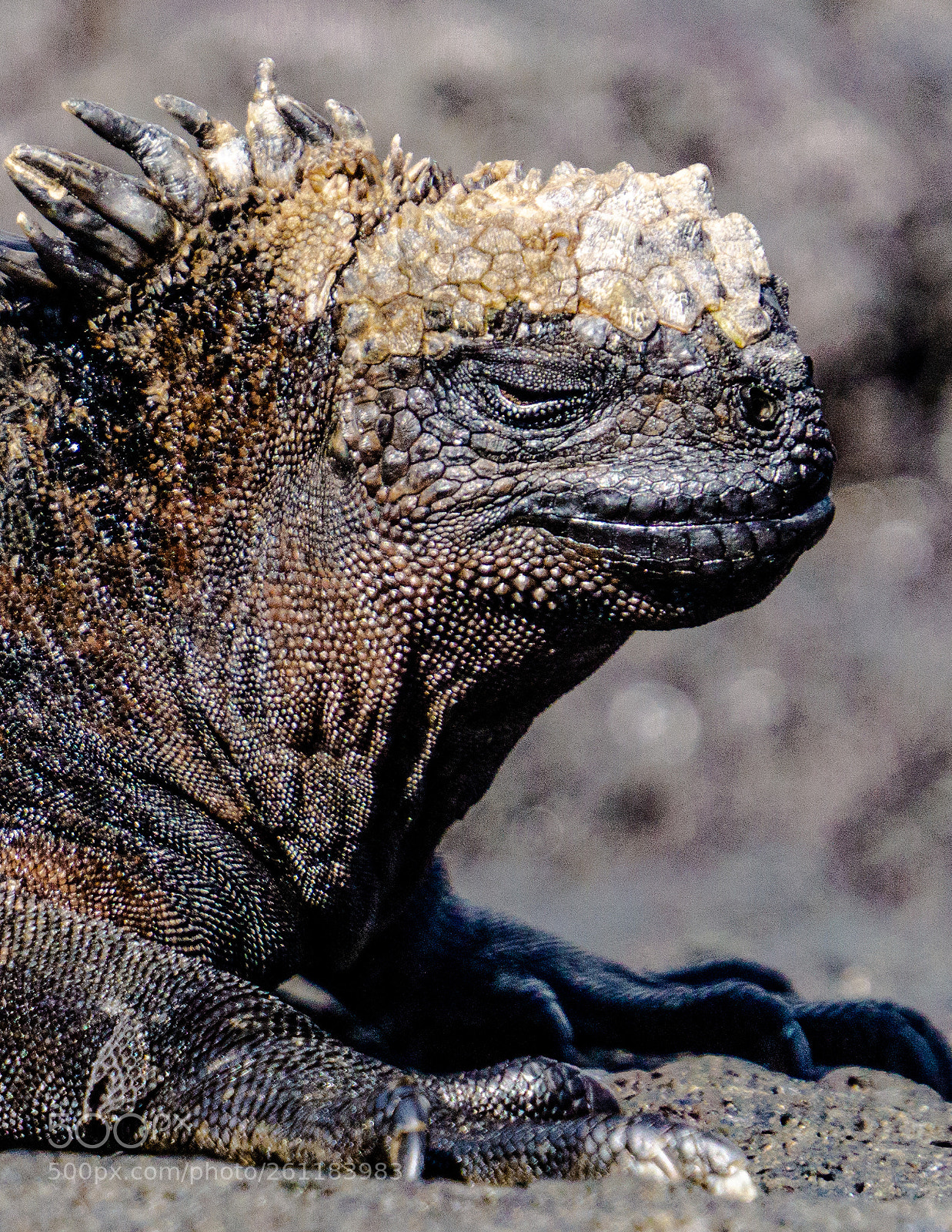 Sony a6000 sample photo. Marine iguana baking in photography