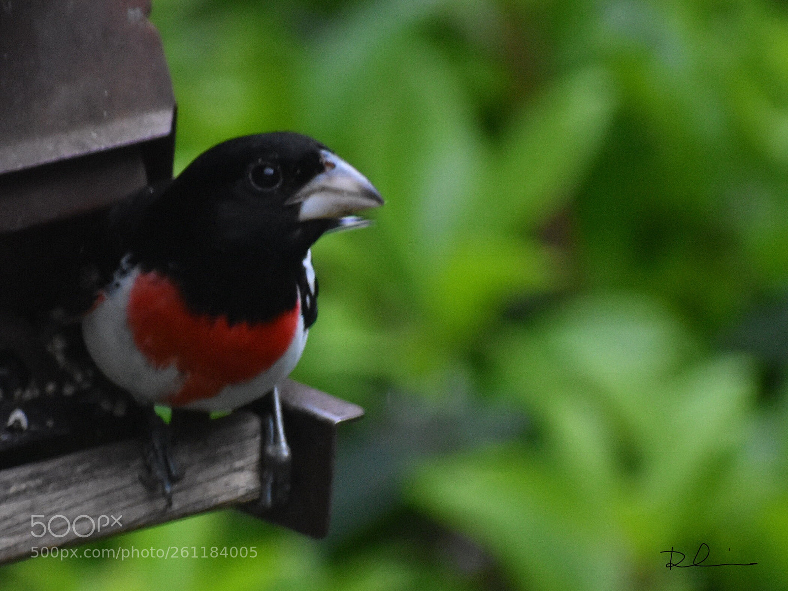Nikon D3400 sample photo. Rose-breasted grosbeak
male photography