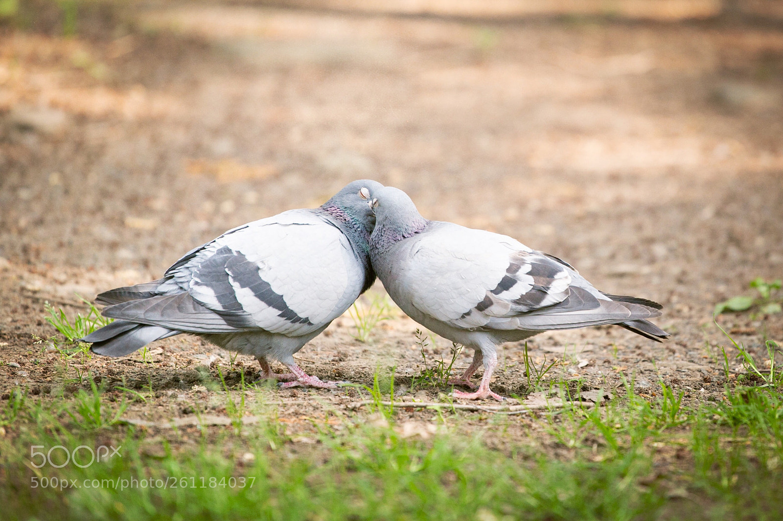 Canon EOS 6D sample photo. Untitled photography