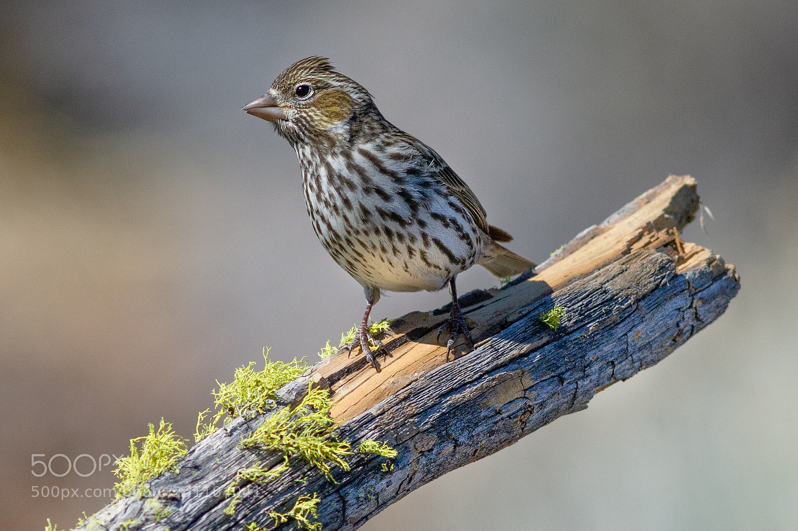 Nikon D3S sample photo. Cassin's finch - female photography