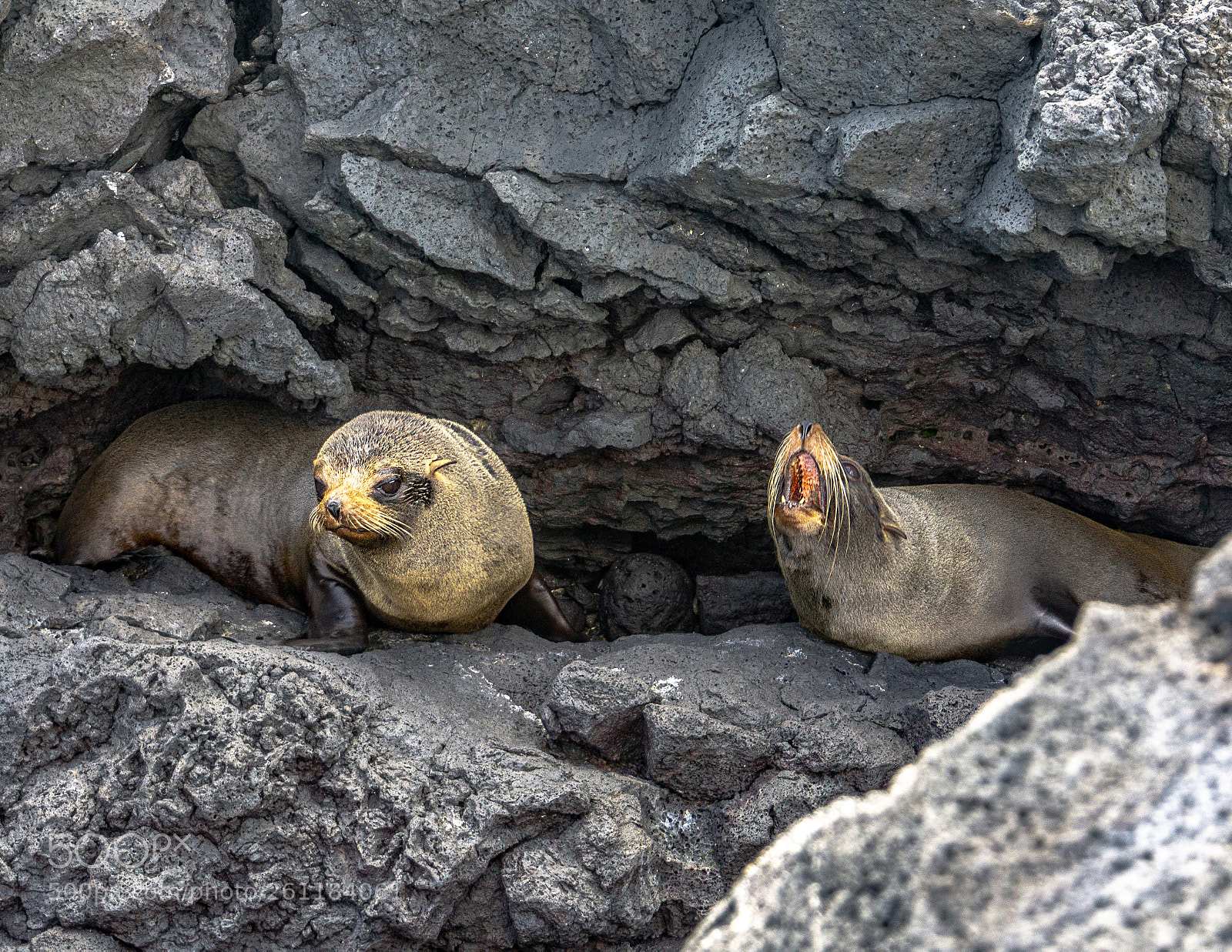 Sony a6000 sample photo. Galapagos fur seals photography